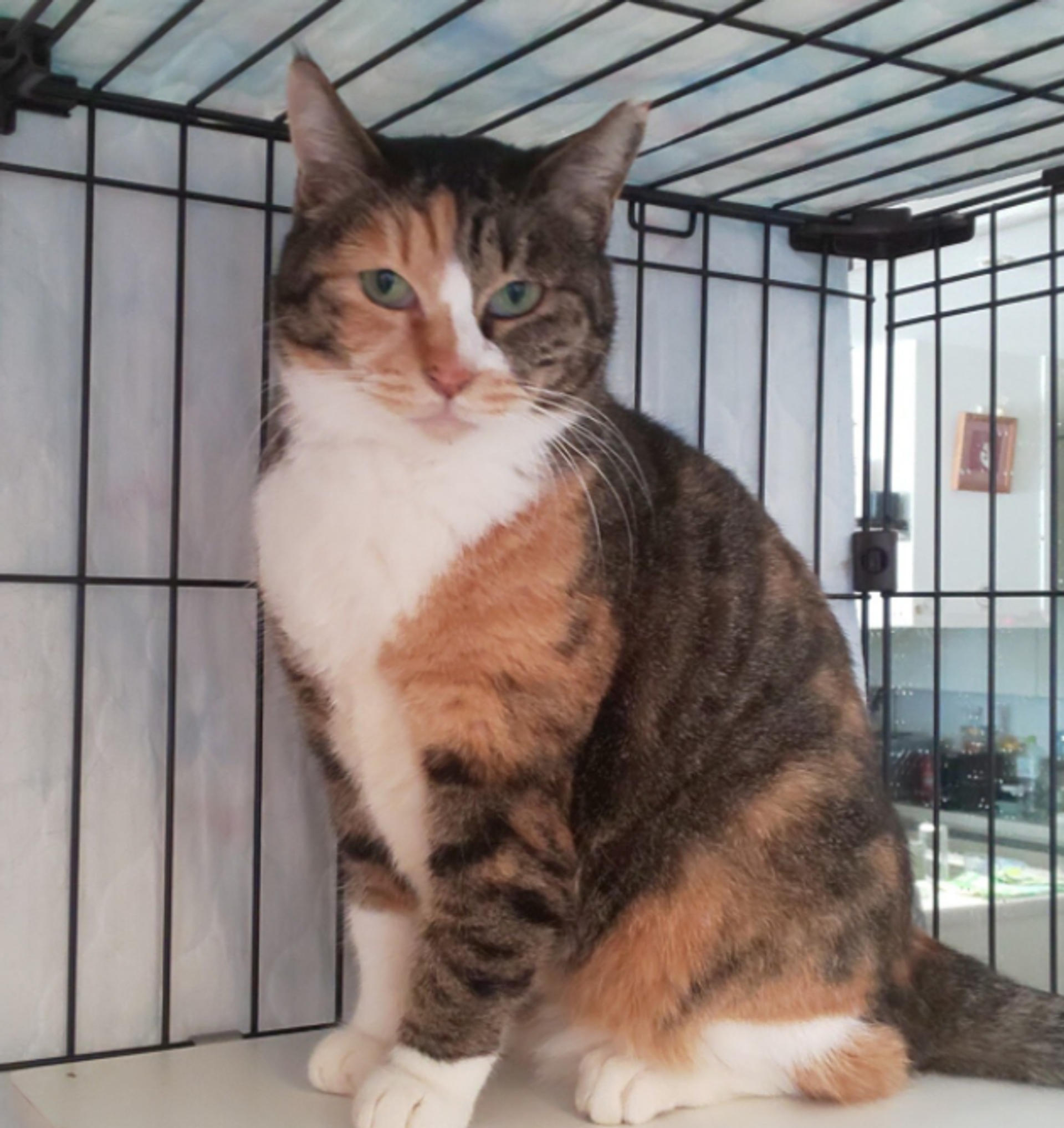 pet-image-3
