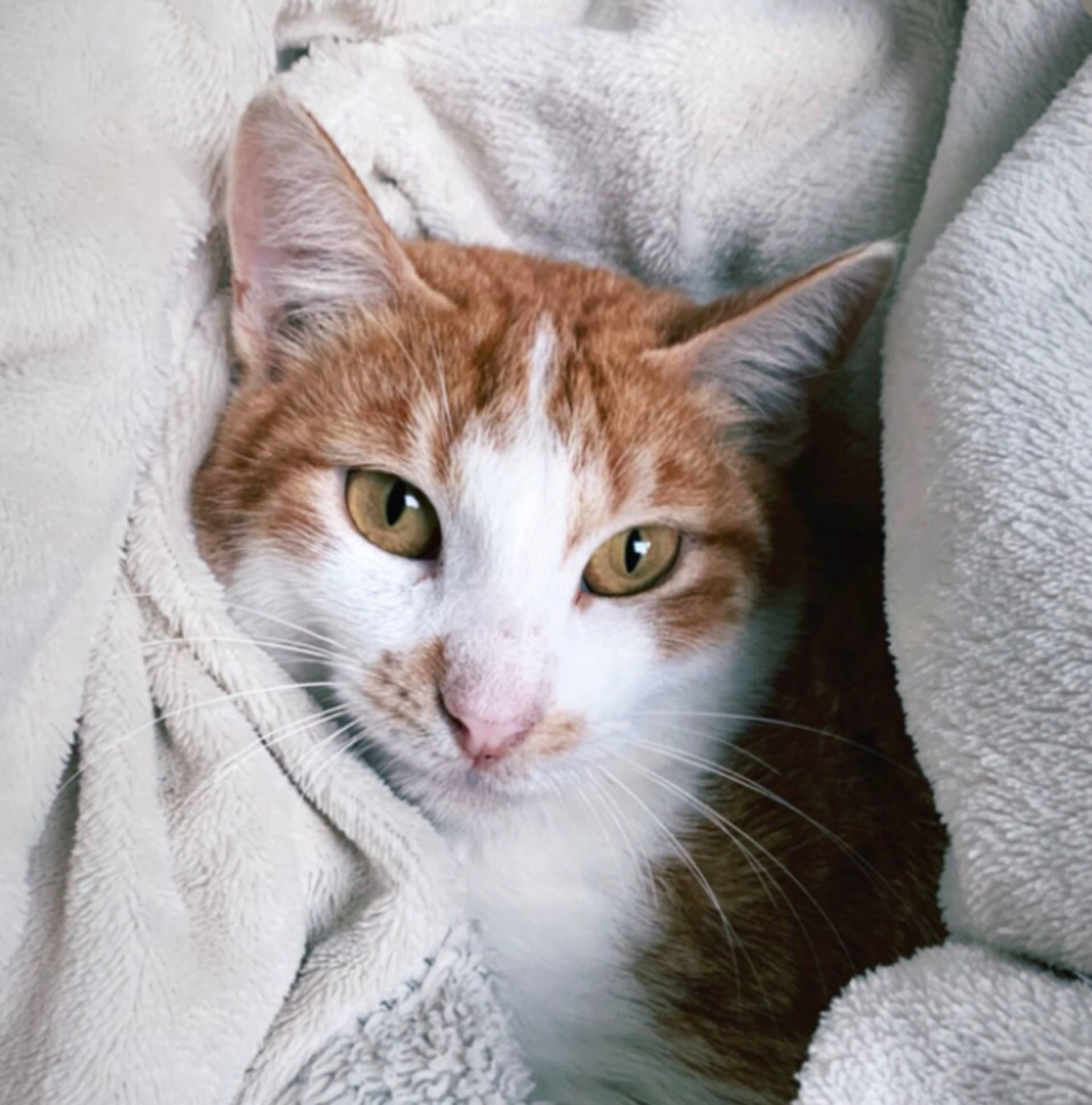 雑種（ミックス猫）・オスの里親募集の写真