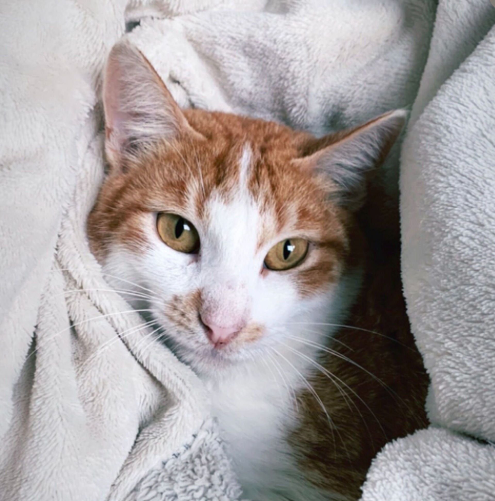 雑種（ミックス猫）・オスの里親募集の写真