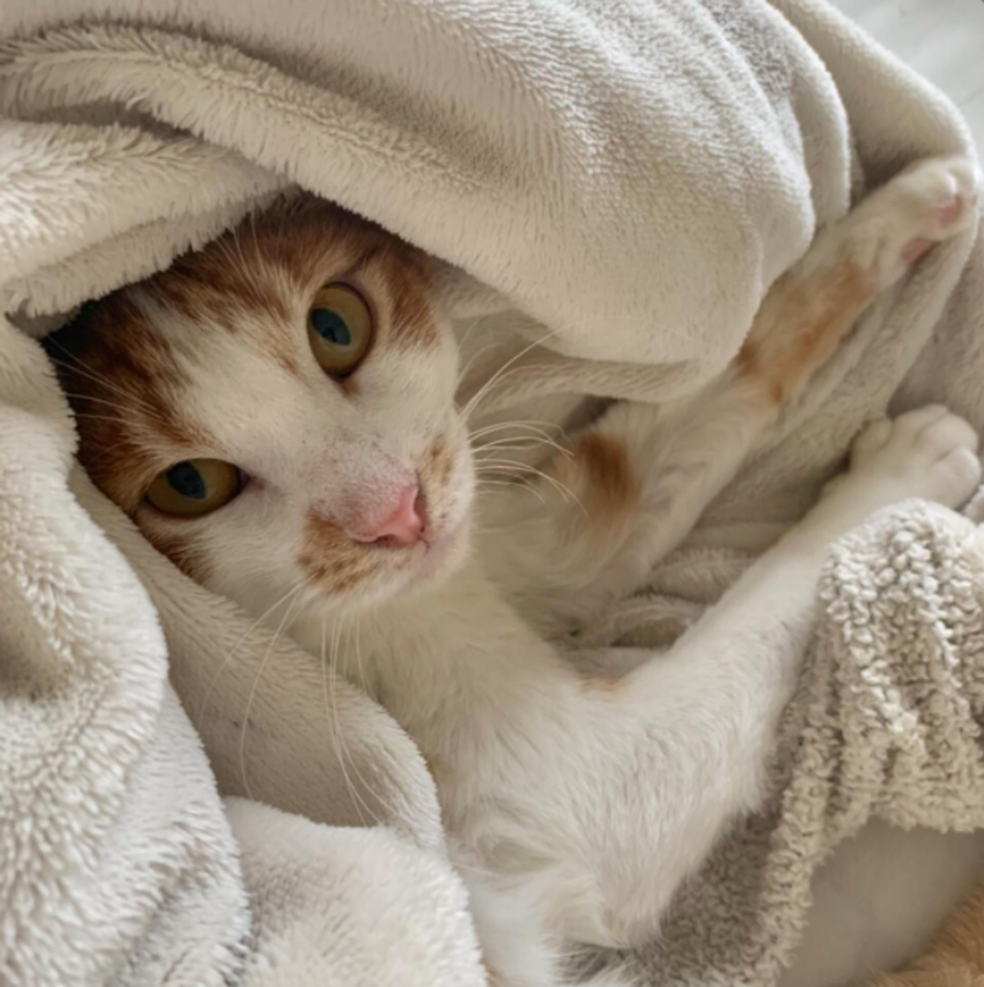 pet-image-2