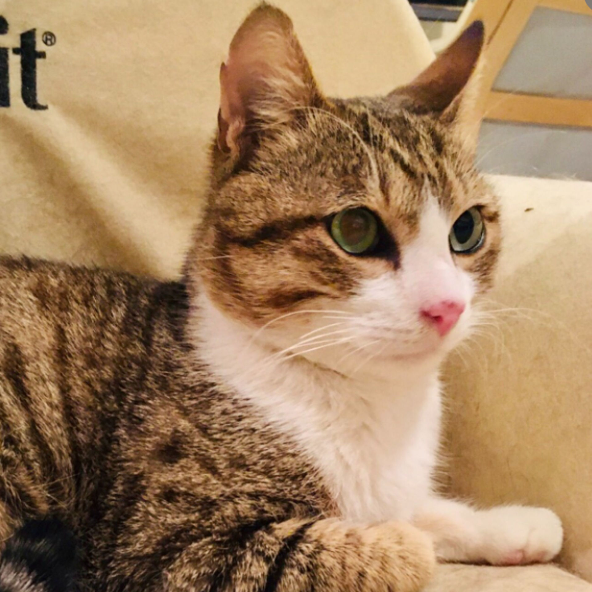 雑種（ミックス猫）・オスの里親募集の写真