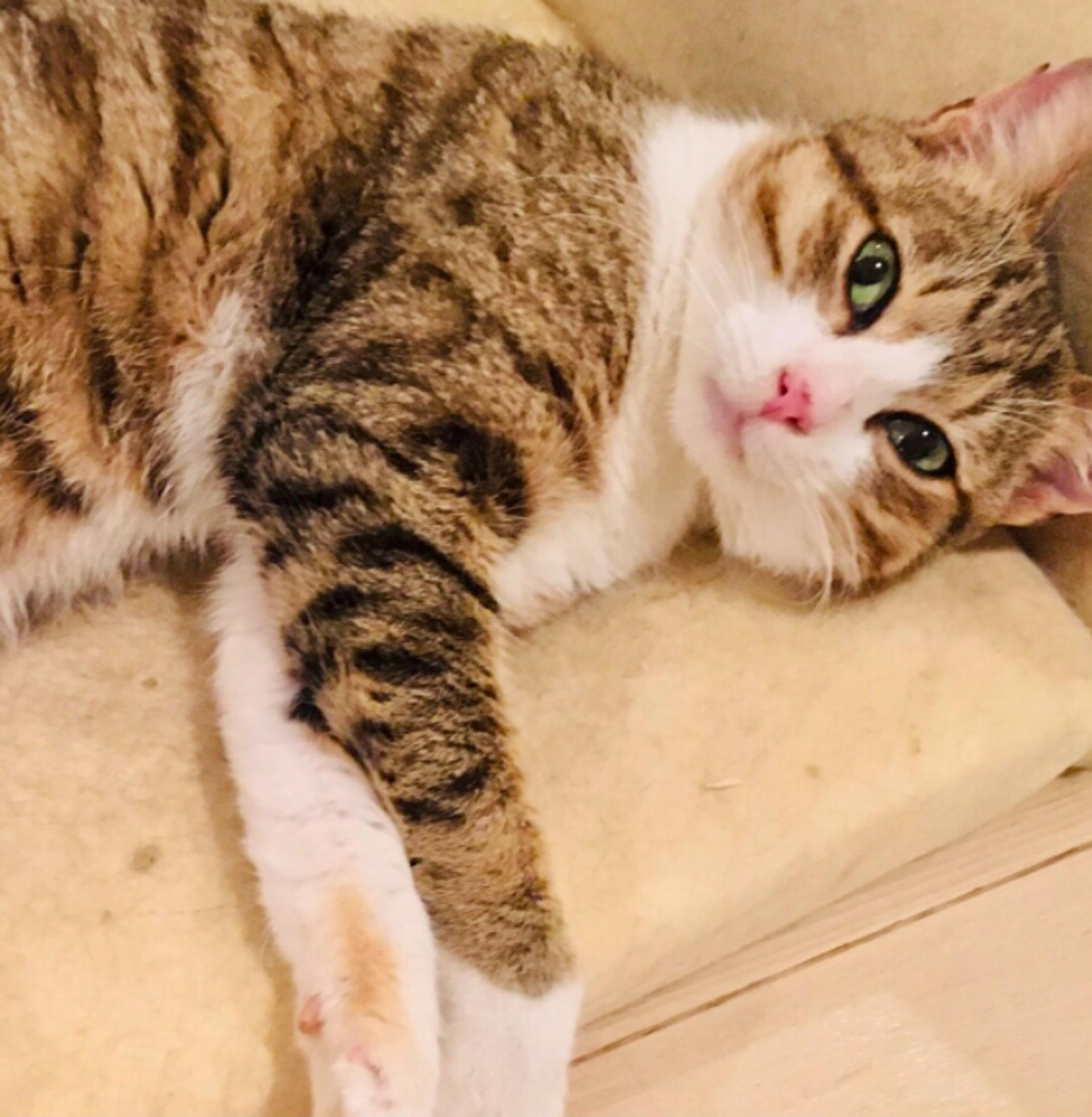 pet-image-2