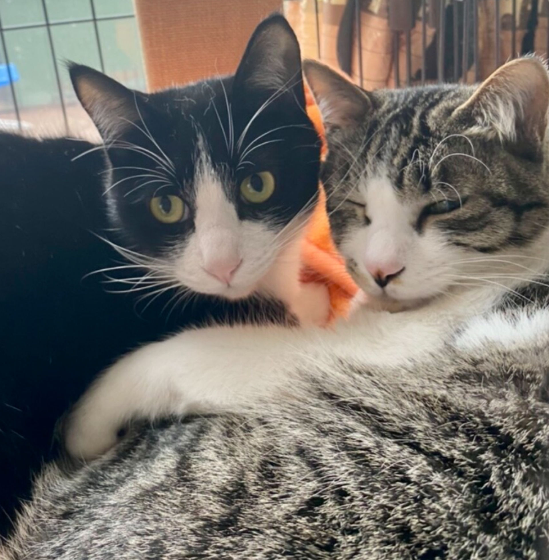 雑種（ミックス猫）・オスの里親募集の写真