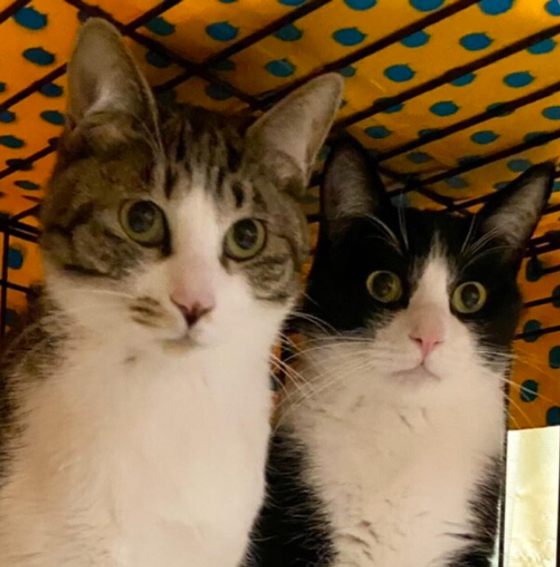 pet-image-2
