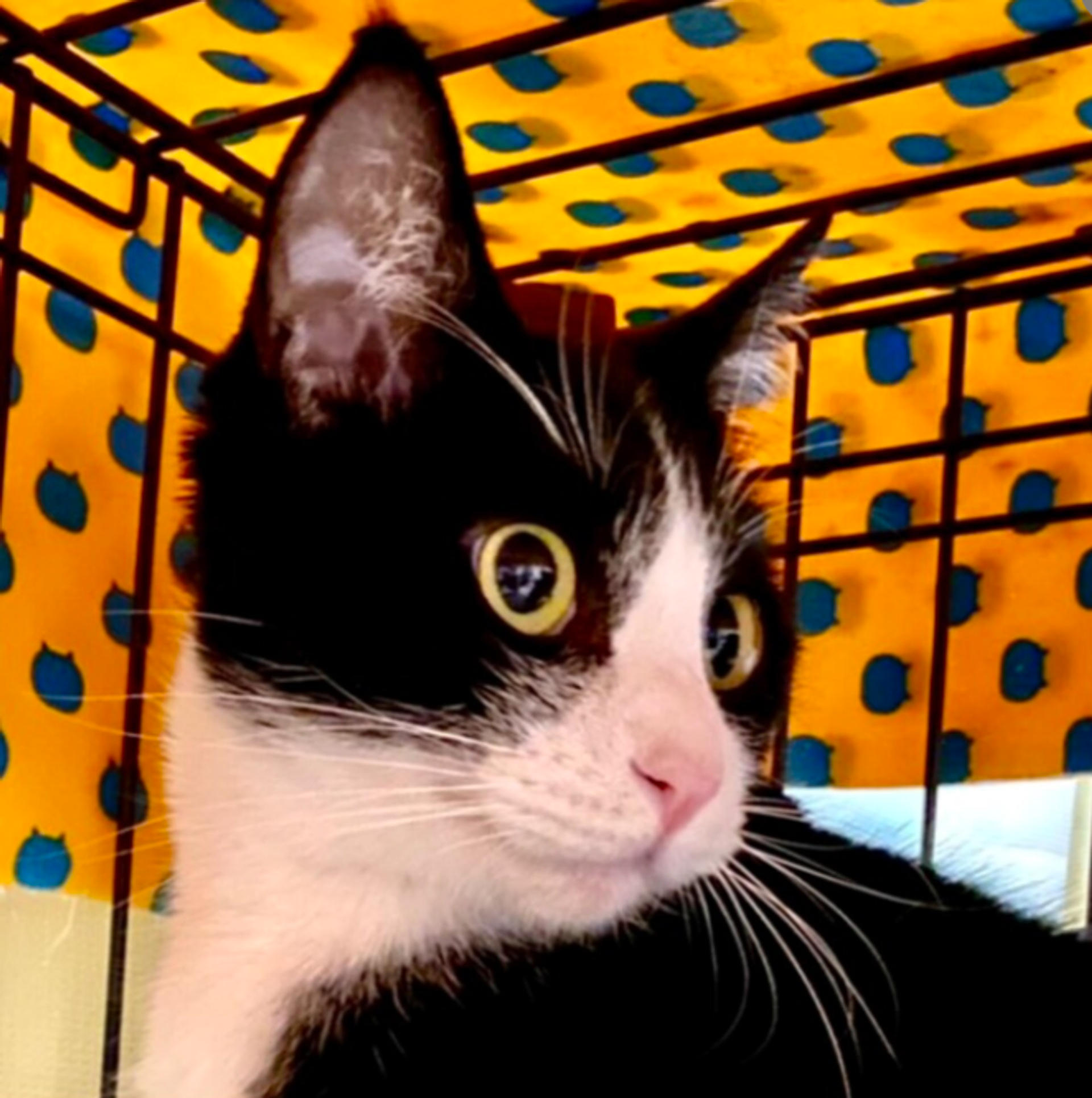 pet-image-3