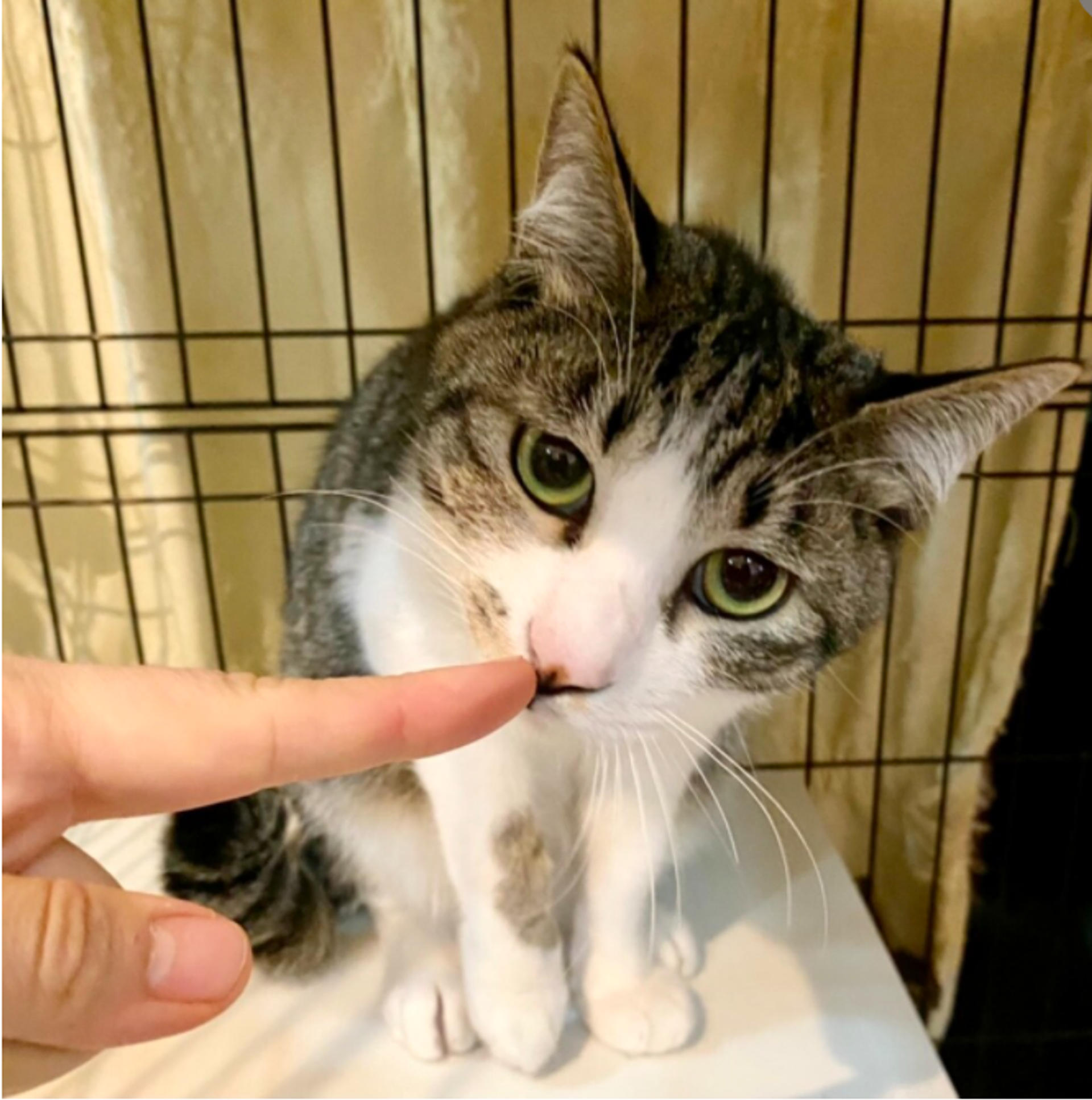 pet-image-4