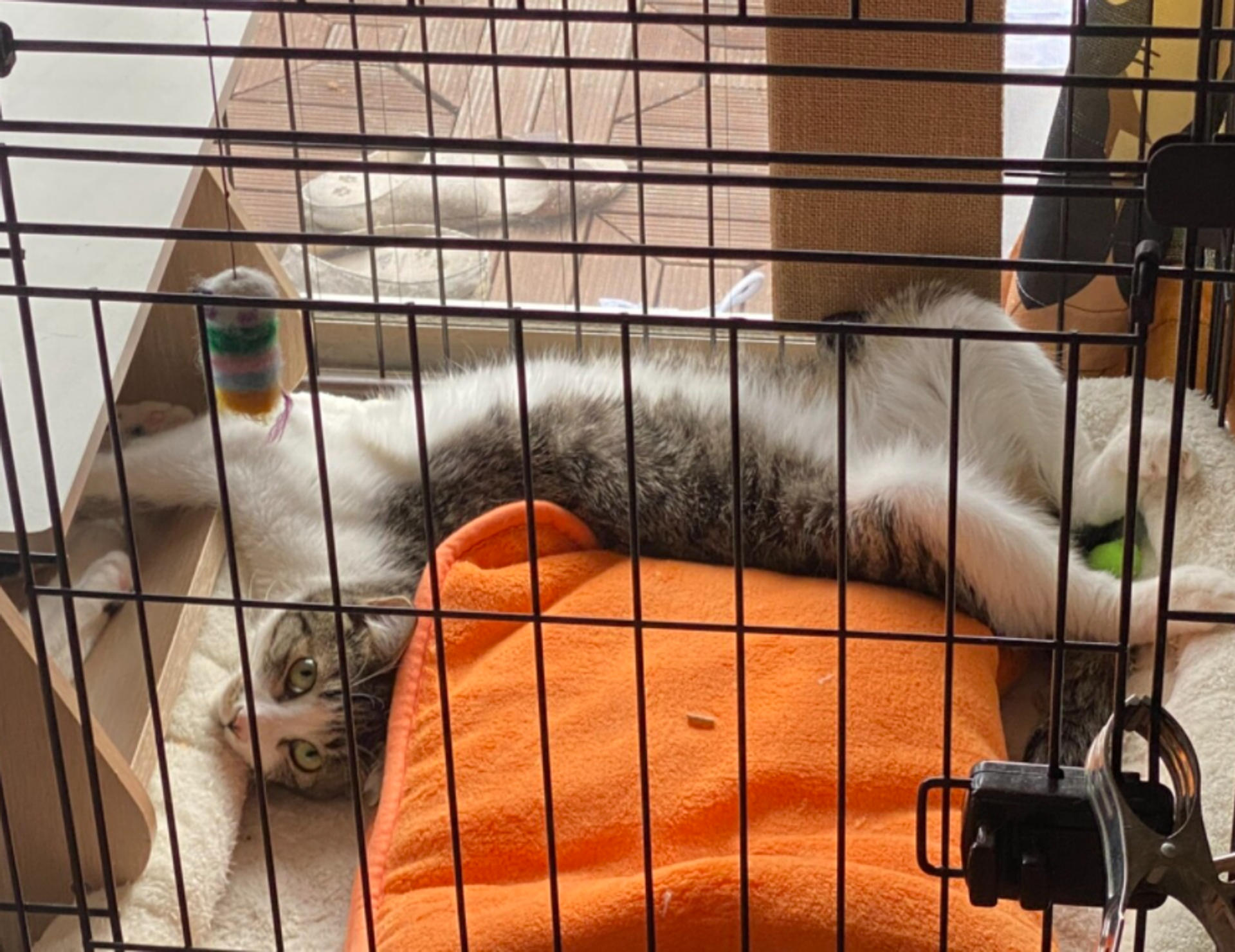 pet-image-6