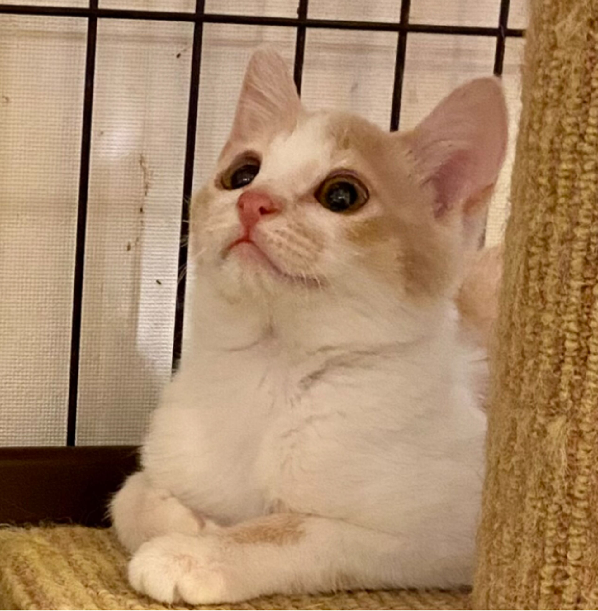 雑種（ミックス猫）・メスの里親募集の写真