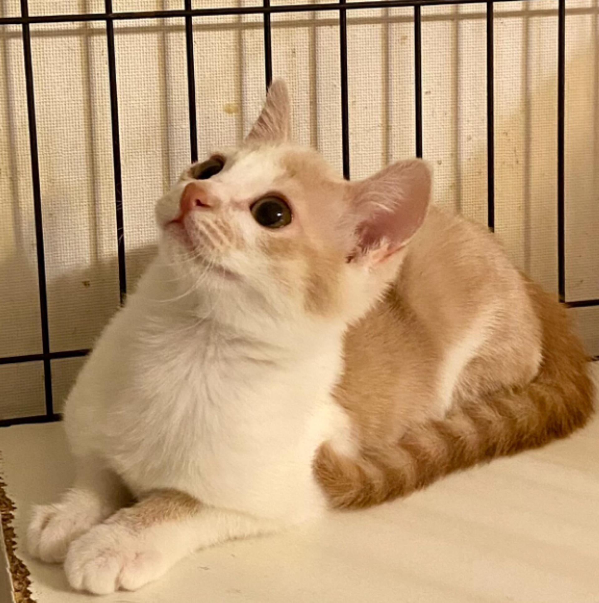 pet-image-5
