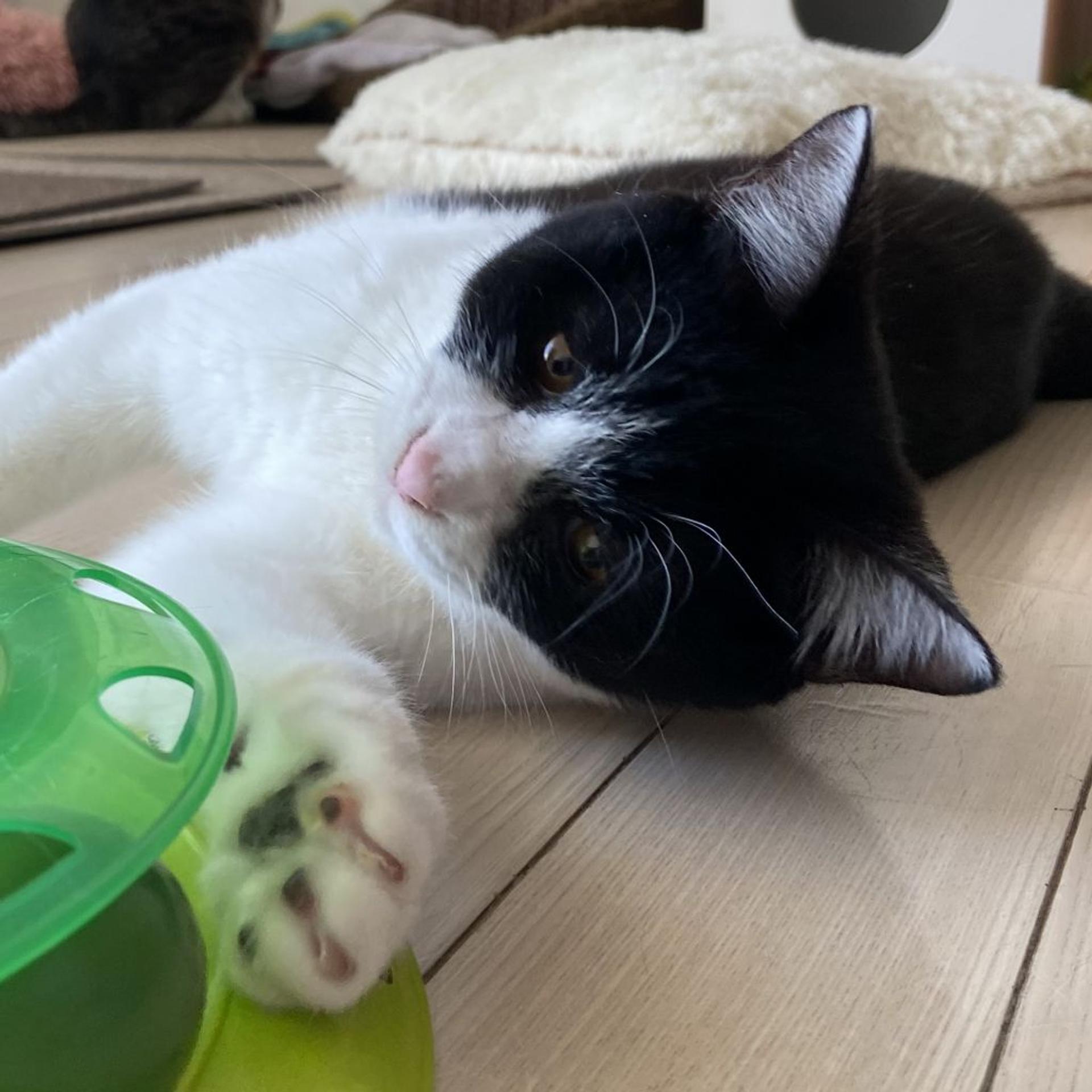 pet-image-6