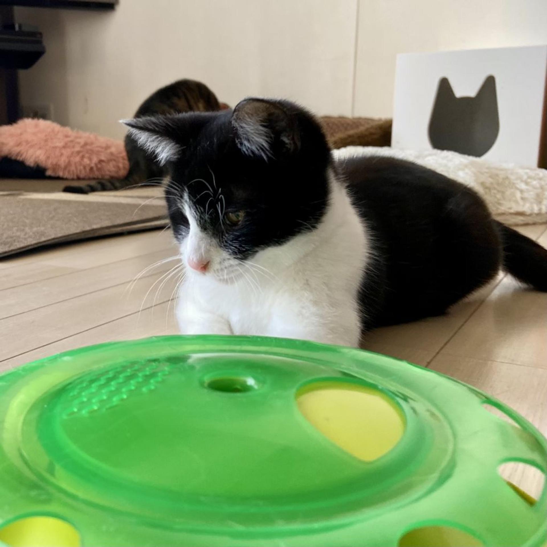 pet-image-8