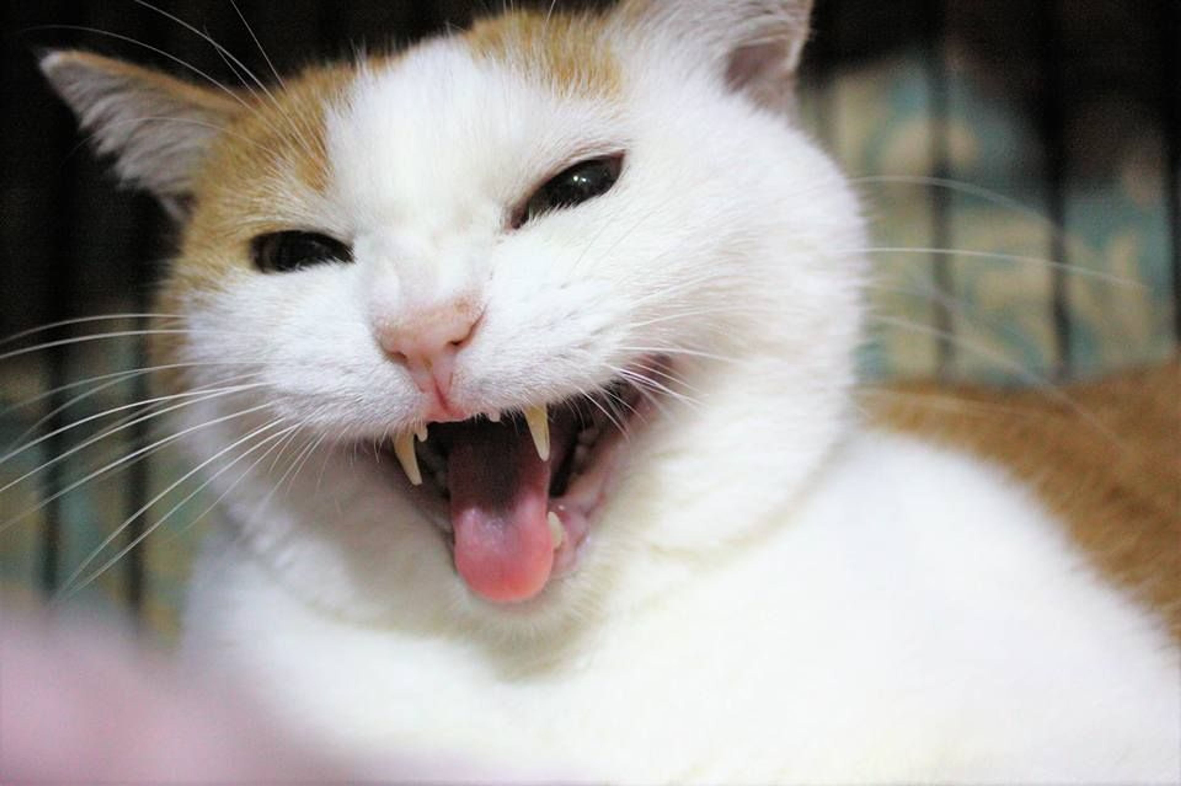 雑種（ミックス猫）・メスの里親募集の写真