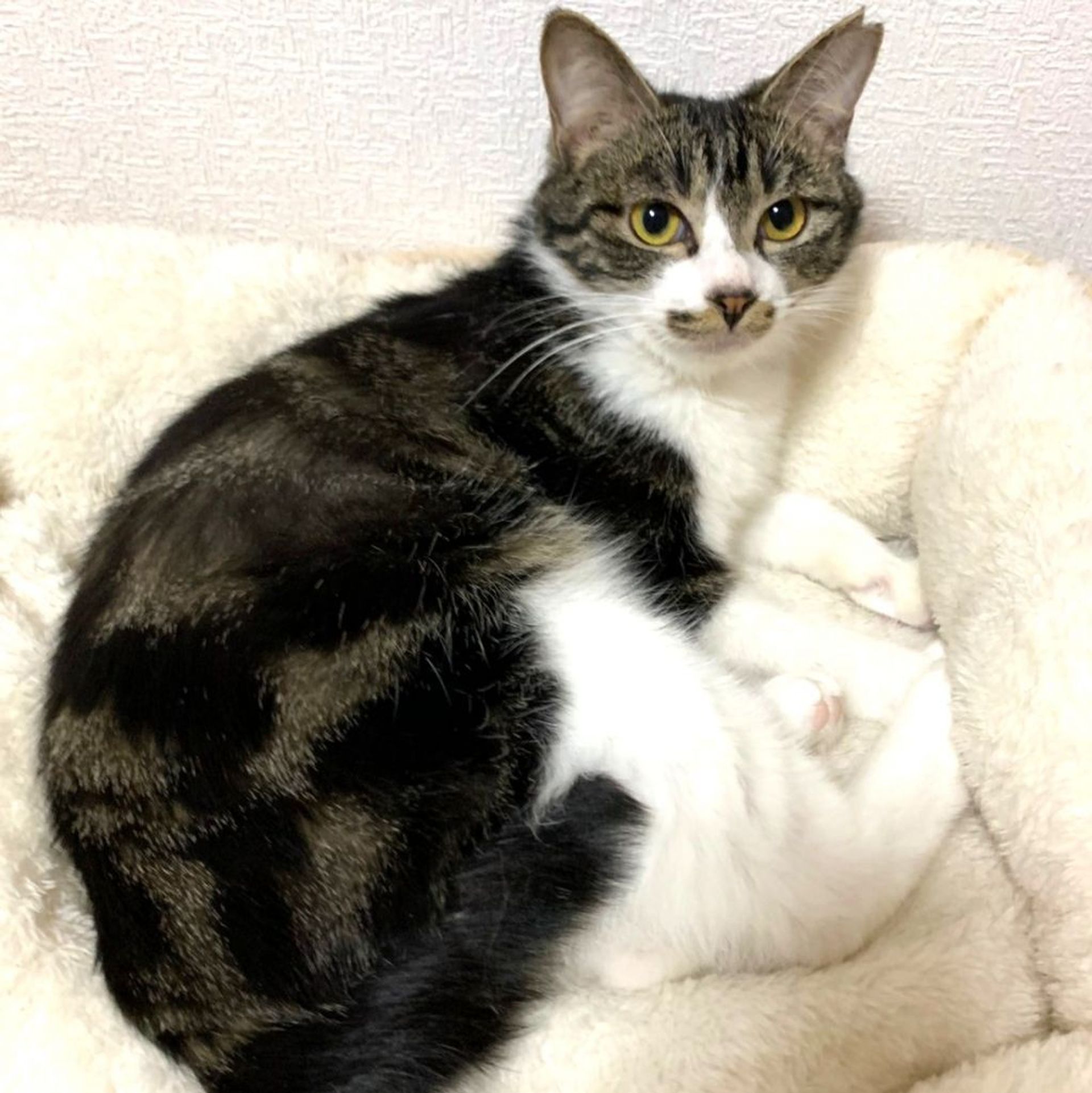 雑種（ミックス猫）・メスの里親募集の写真
