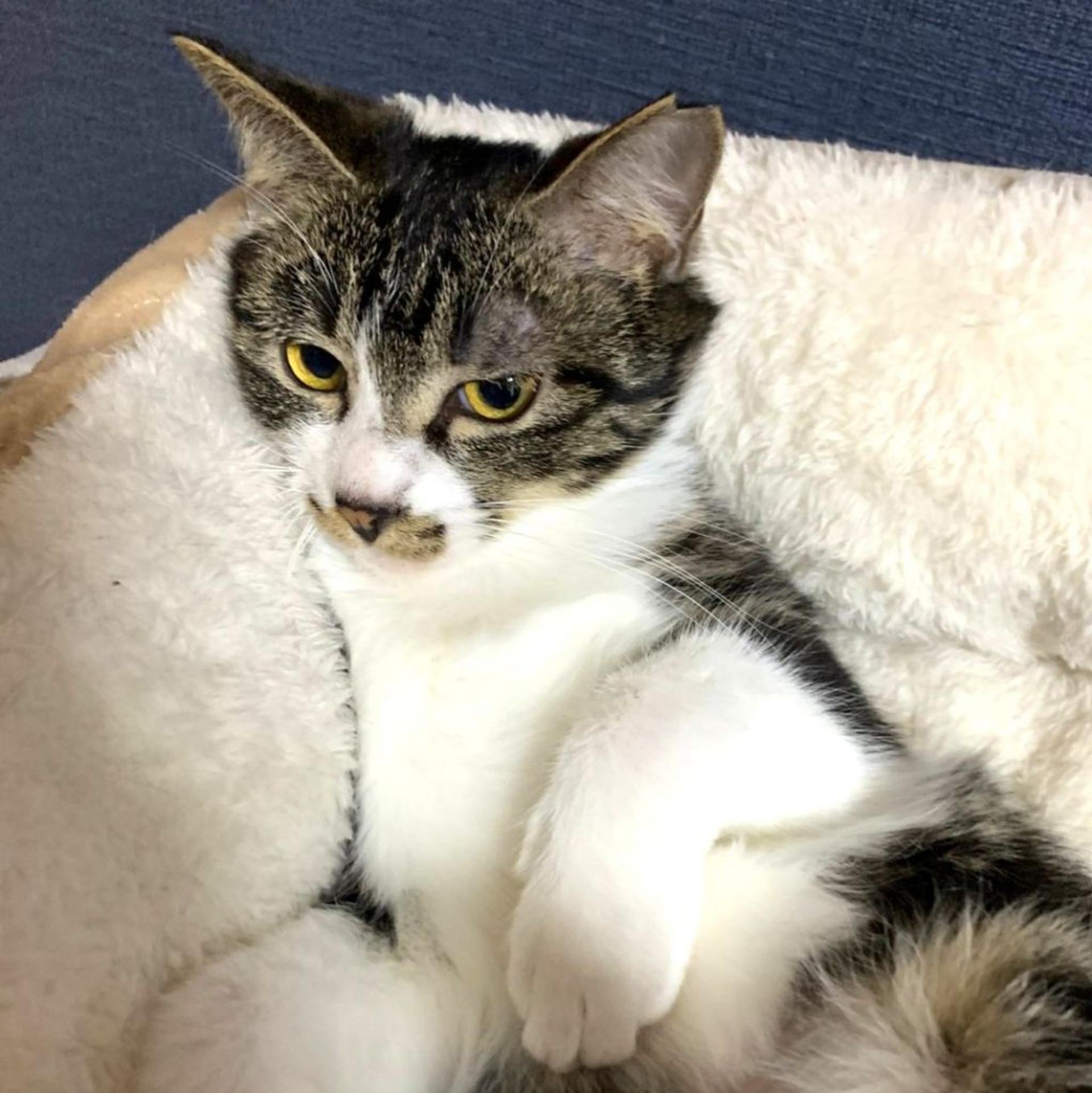 pet-image-6