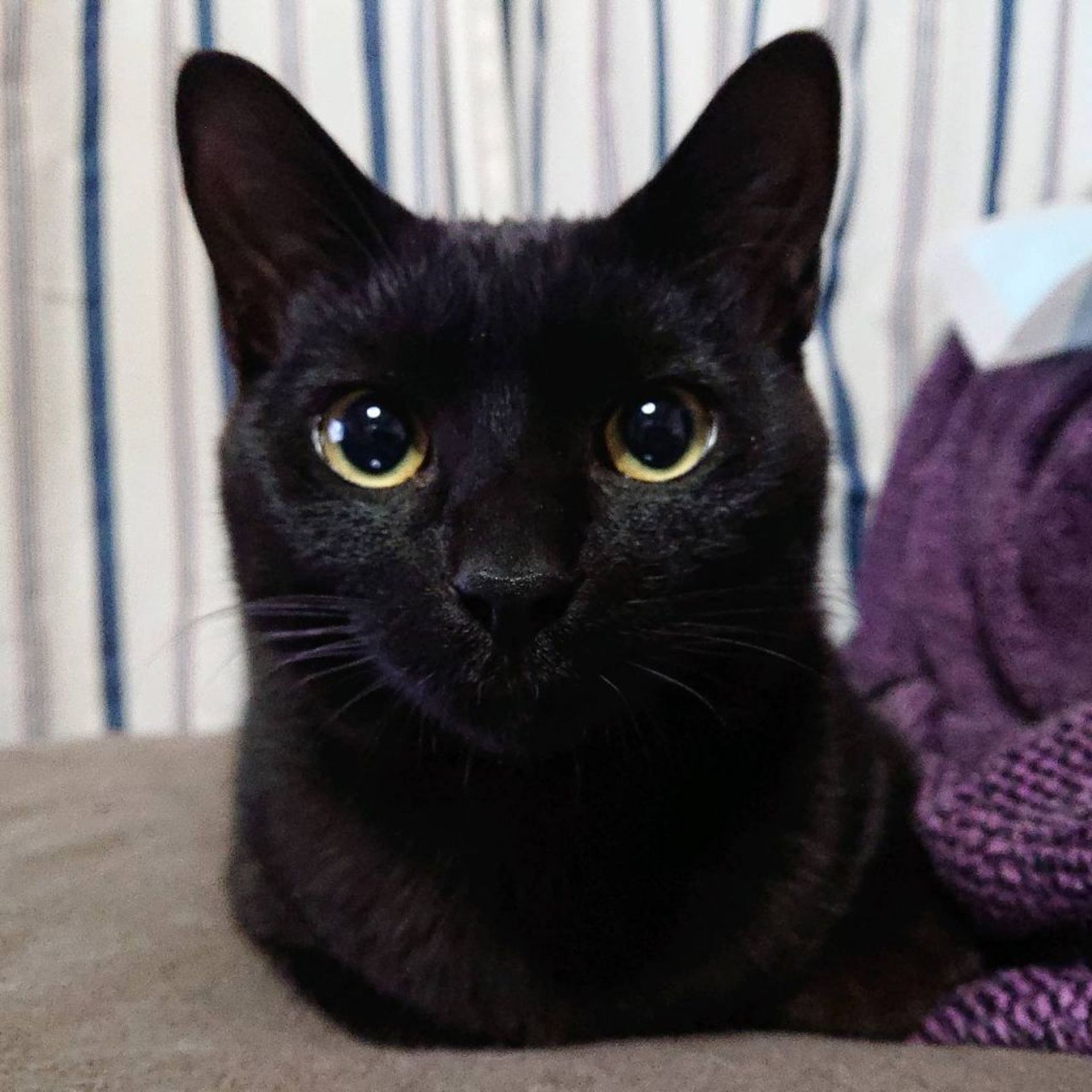 雑種（ミックス猫）・オスの里親募集の写真