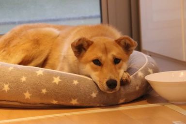 ラーラの写真