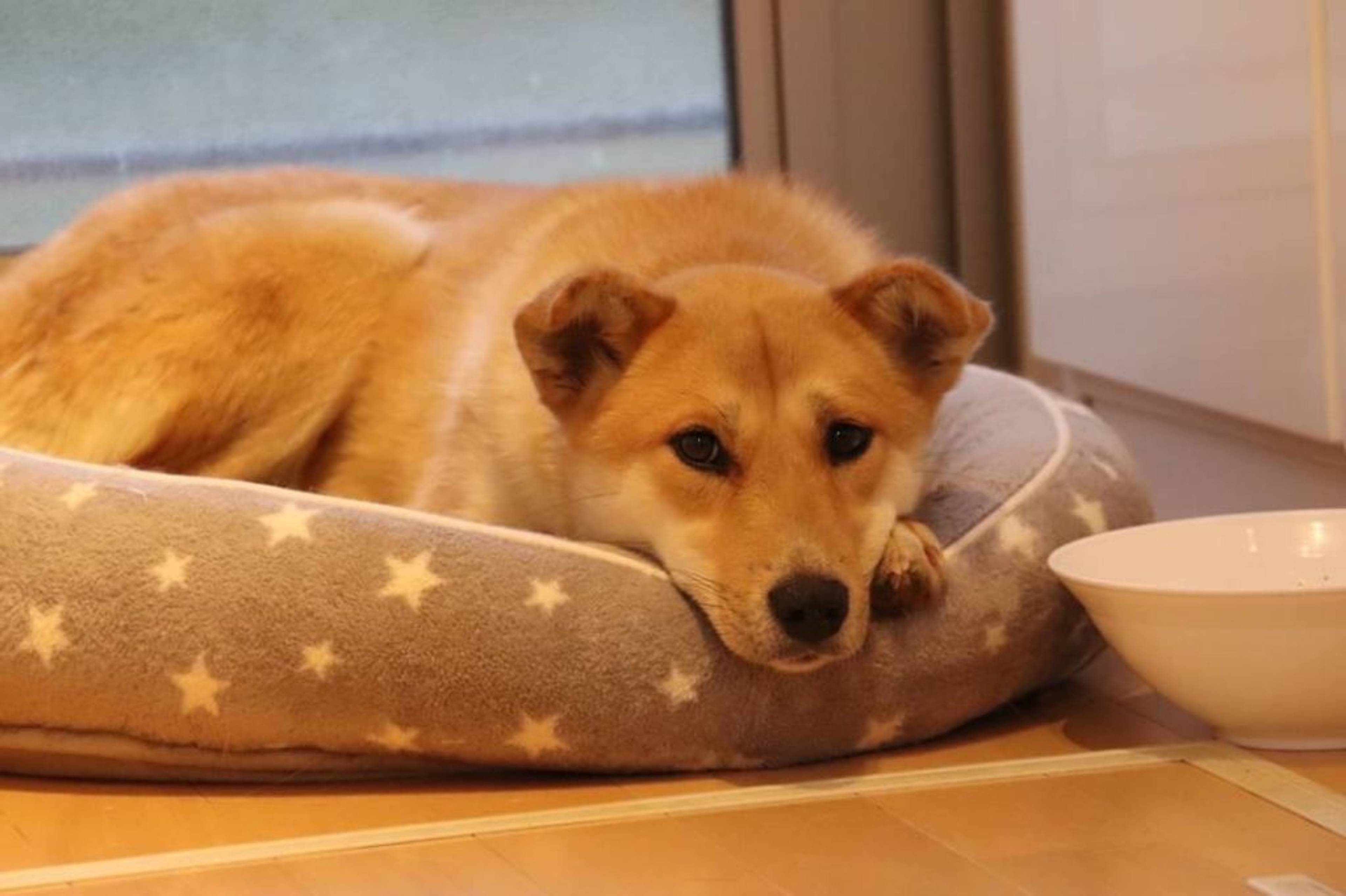 雑種（ミックス犬）・メスの里親募集の写真