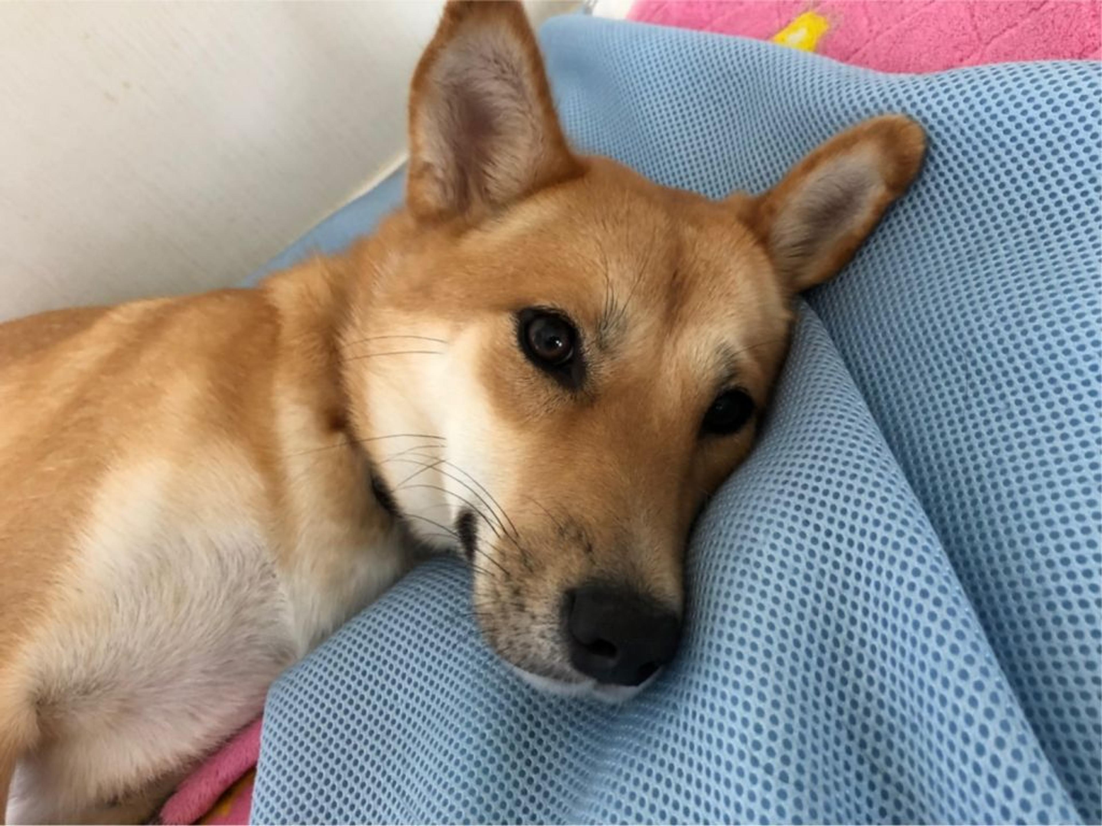 pet-image-3