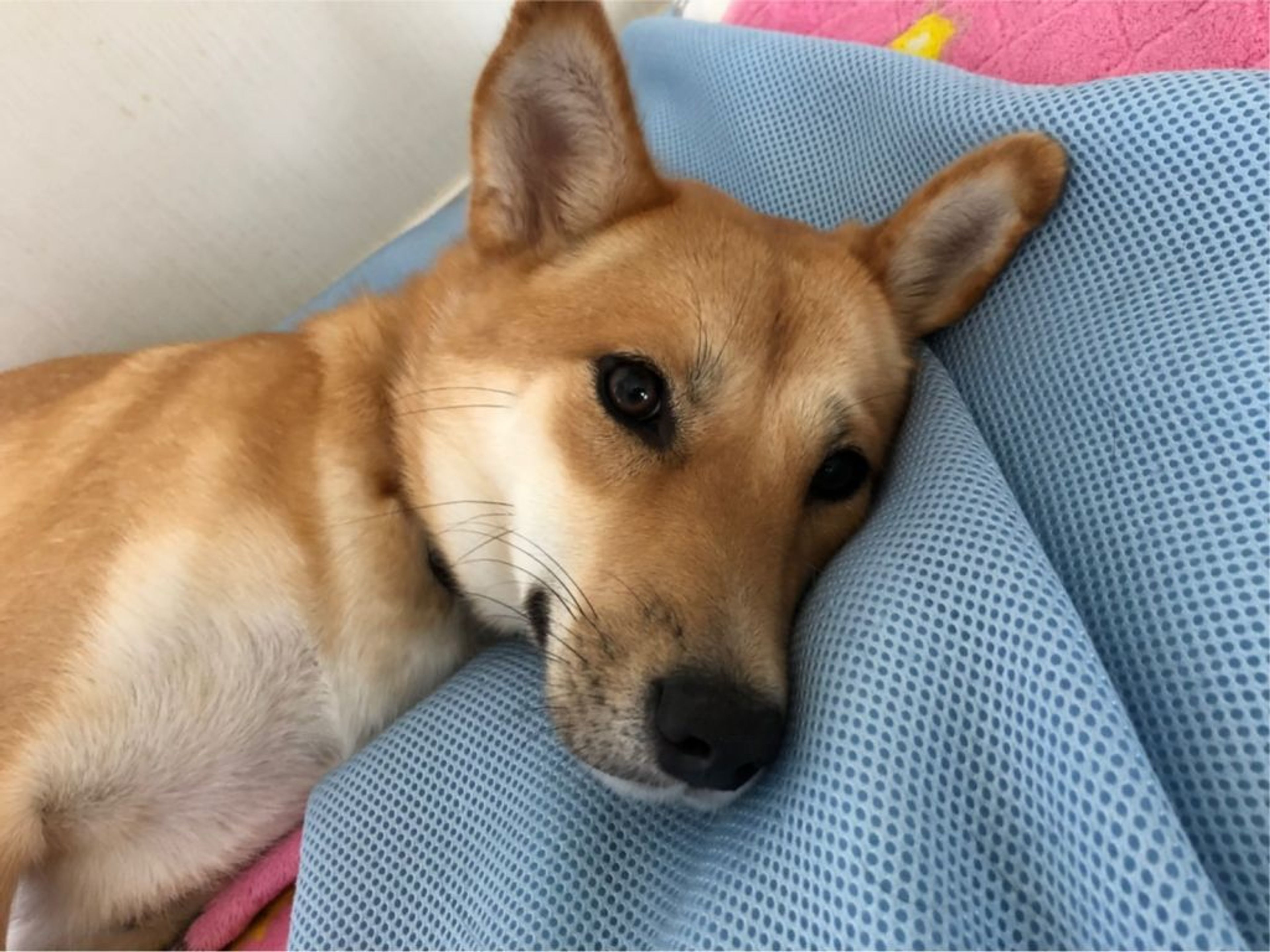 pet-image-3