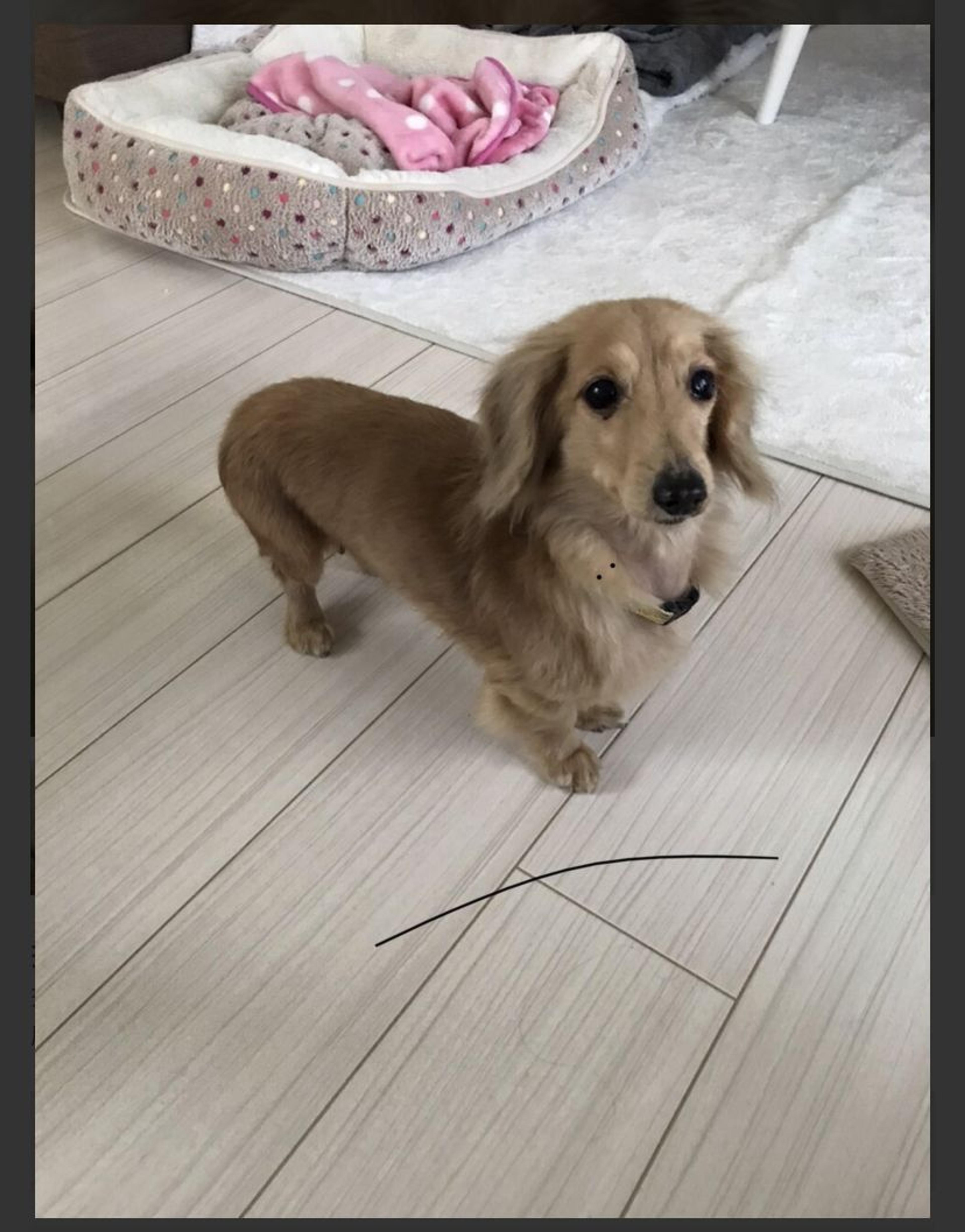 pet-image-3