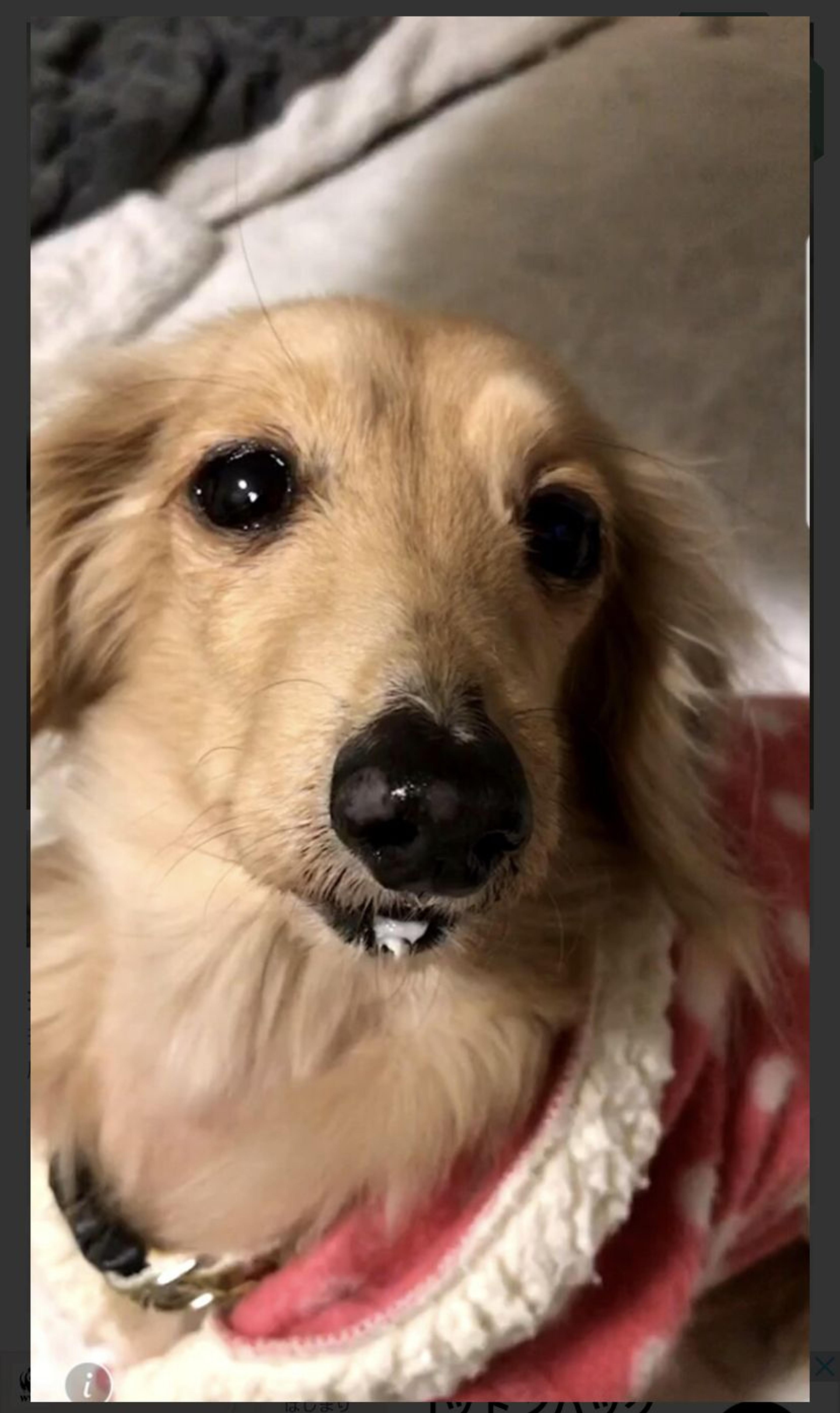 pet-image-4