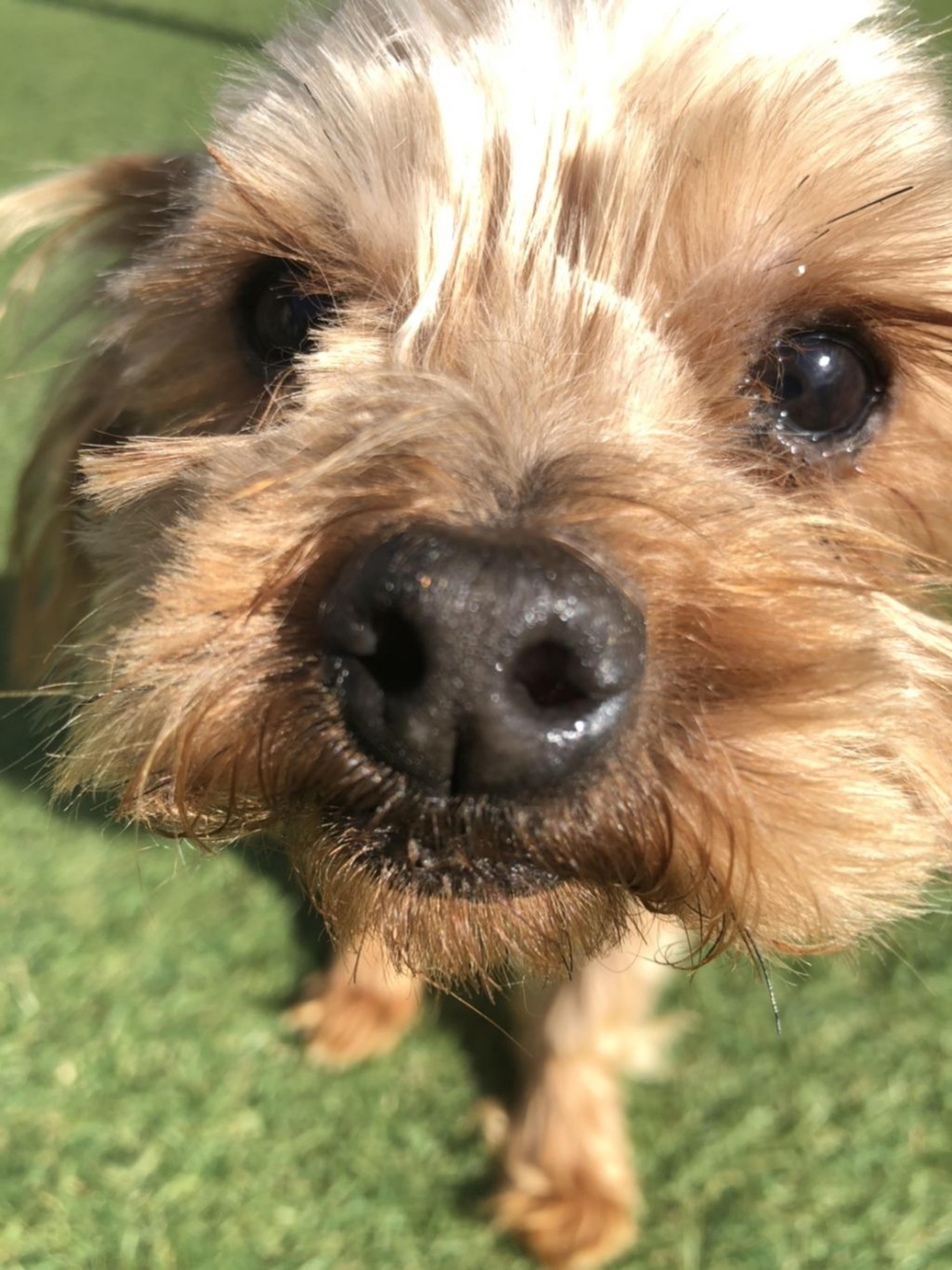 pet-image-2