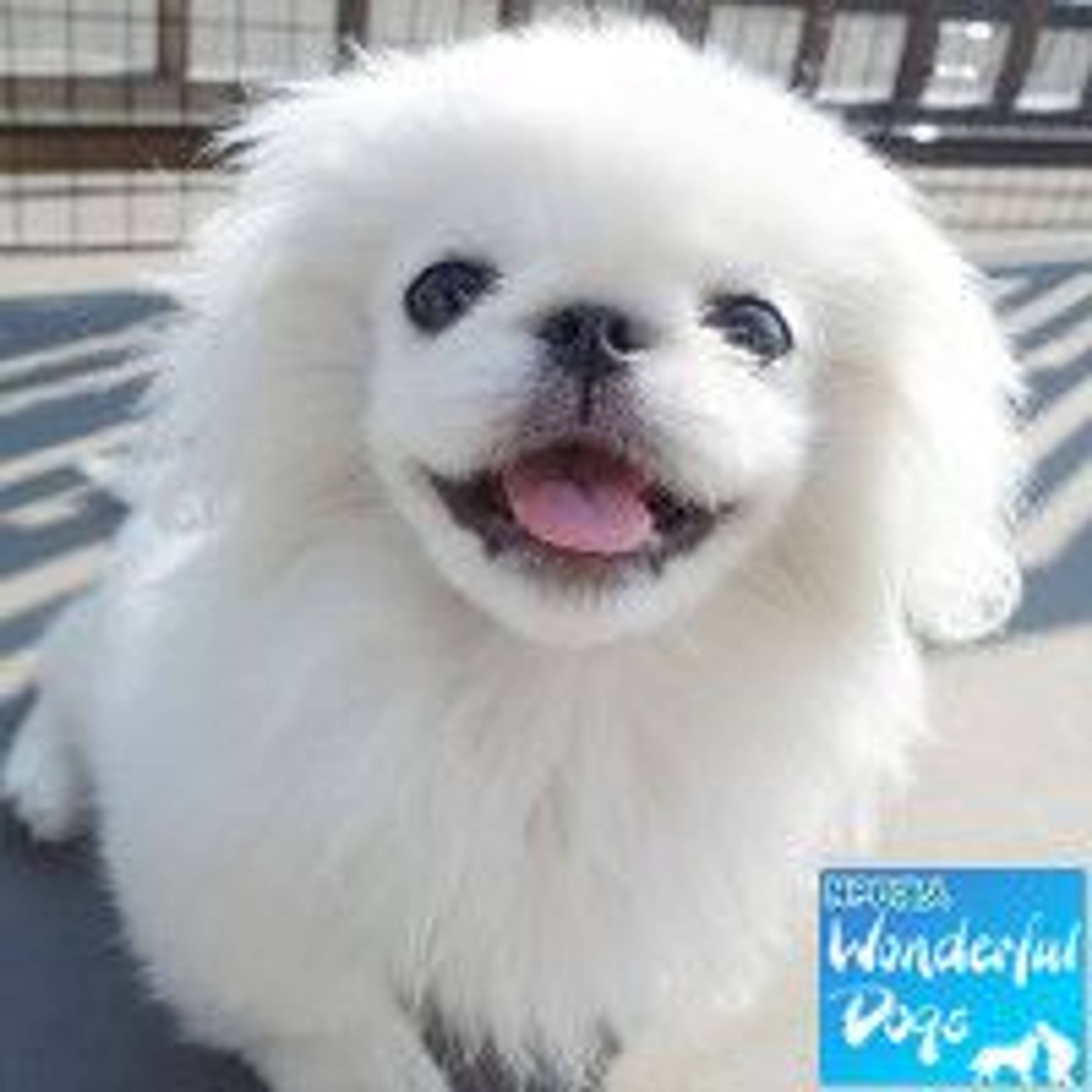 ペキニーズ・オスの里親募集の写真