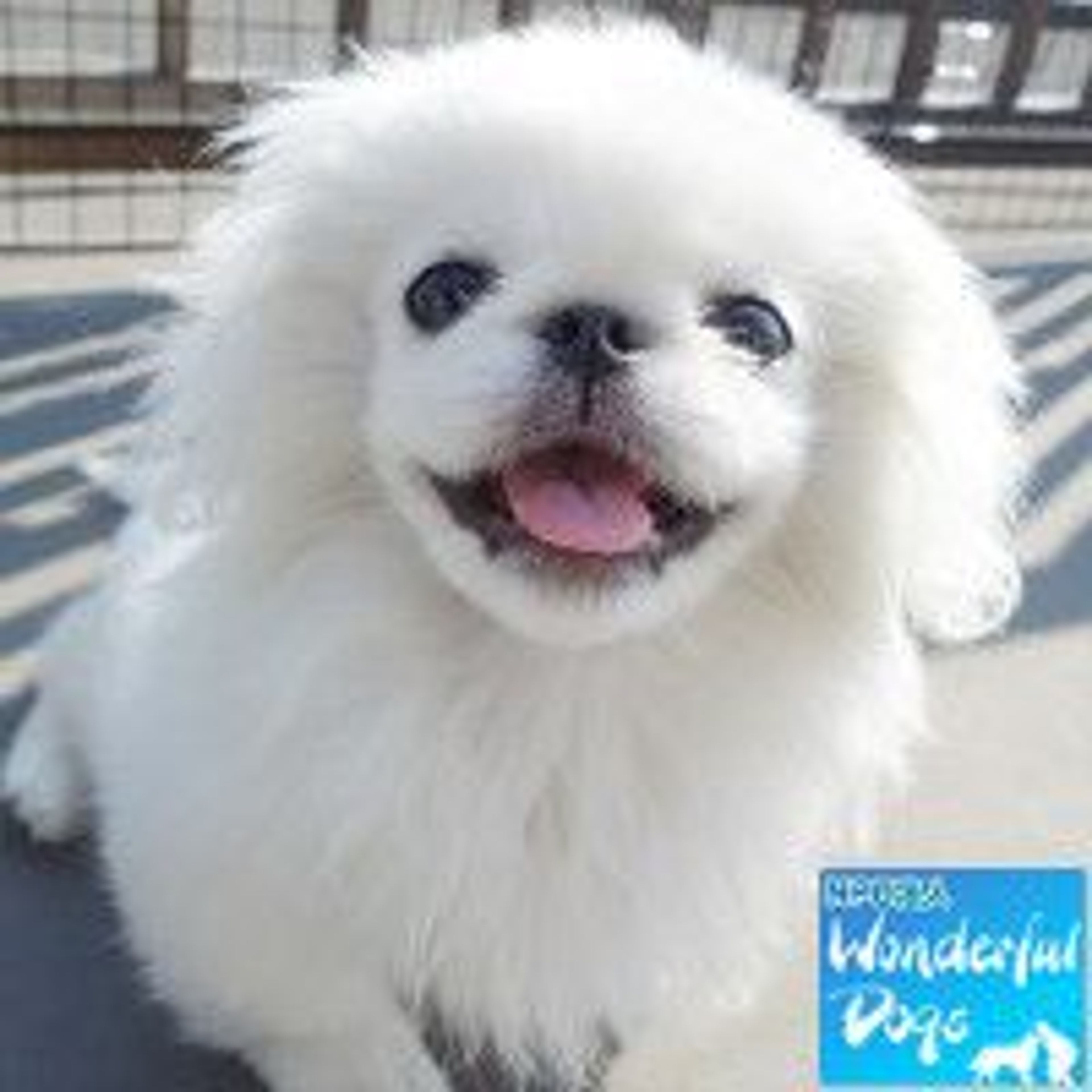 ペキニーズ・オスの里親募集の写真
