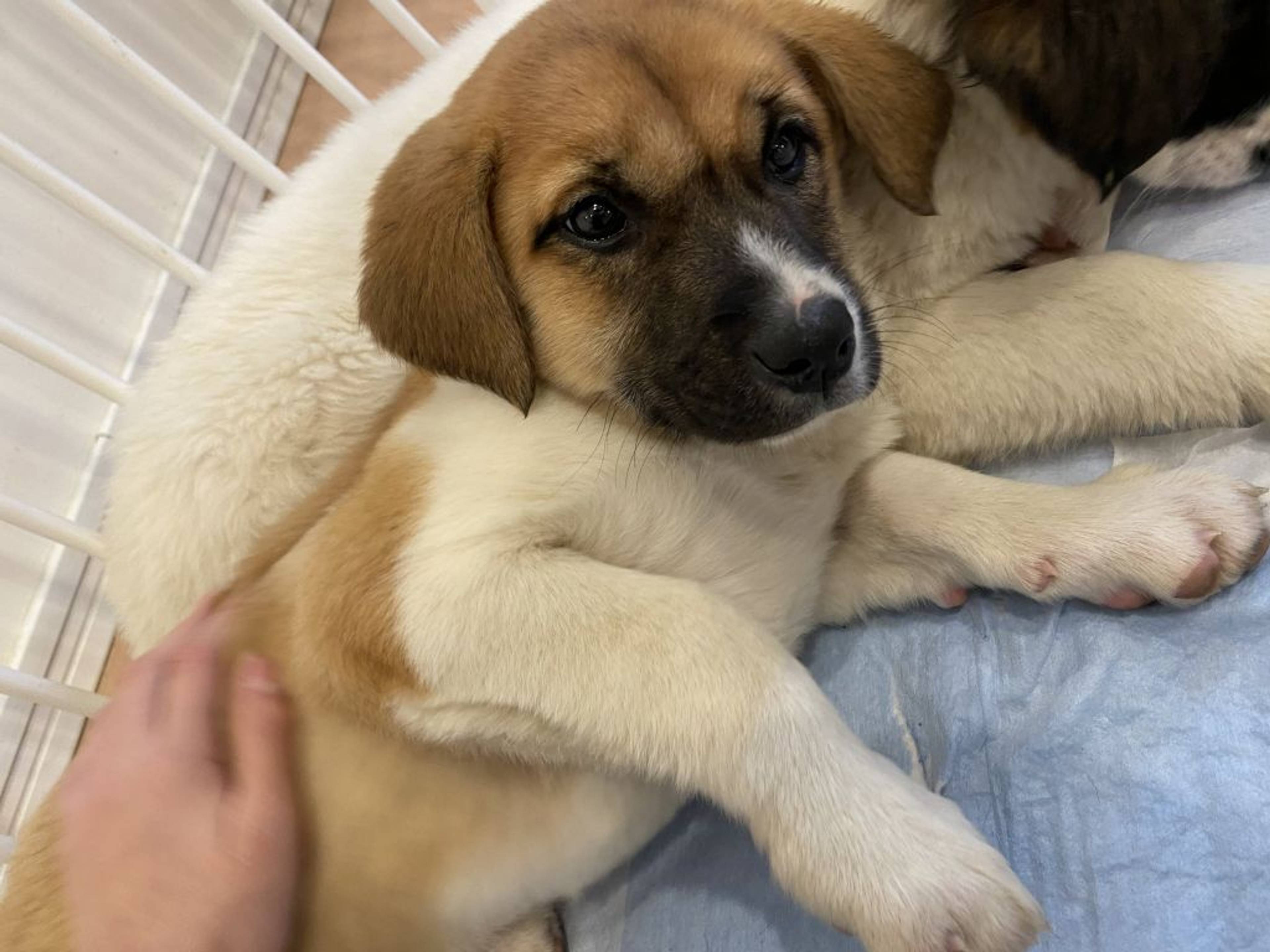 雑種（ミックス犬）・メスの里親募集の写真