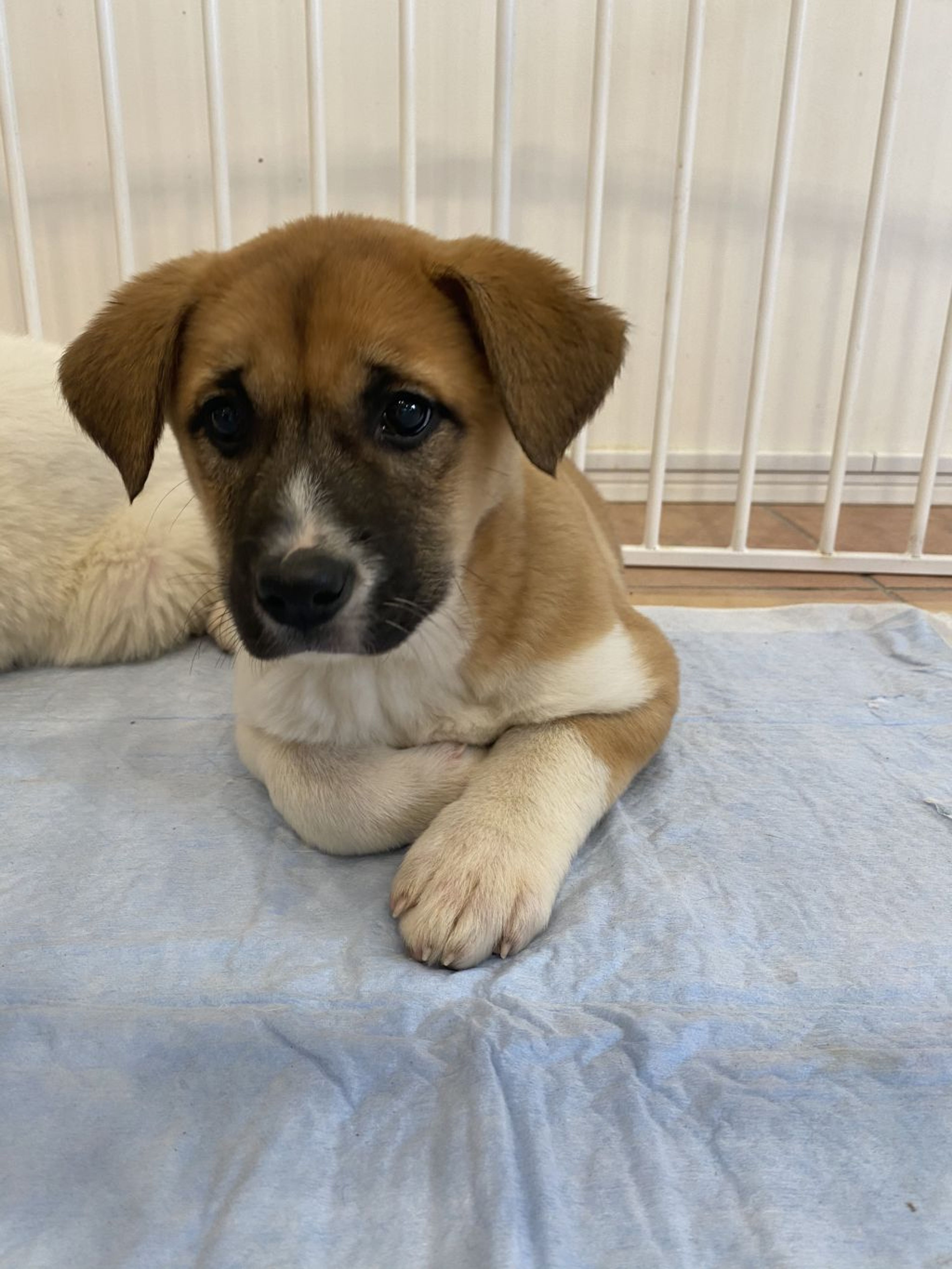 pet-image-3