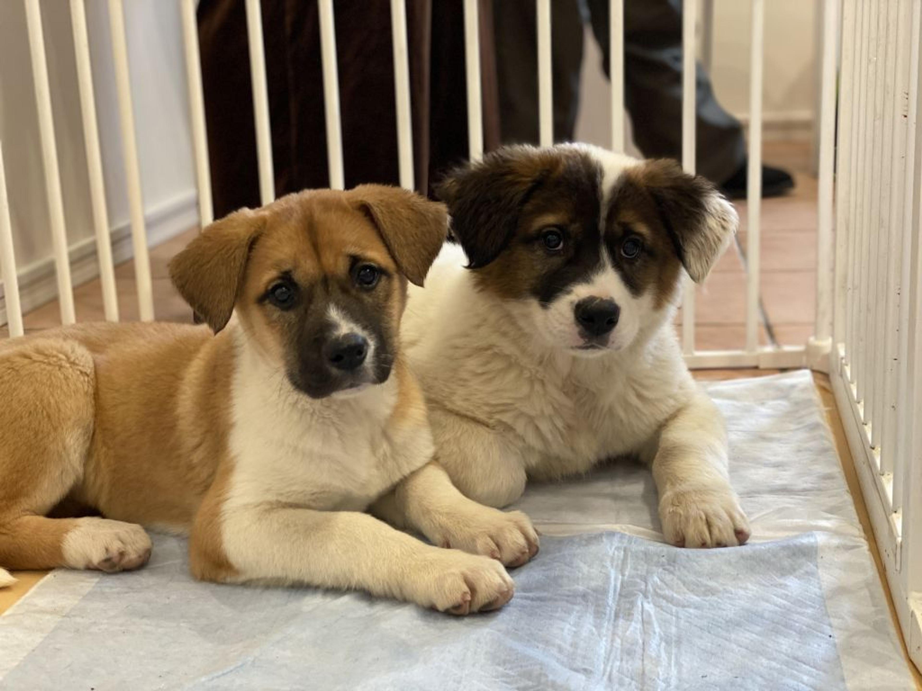 pet-image-4