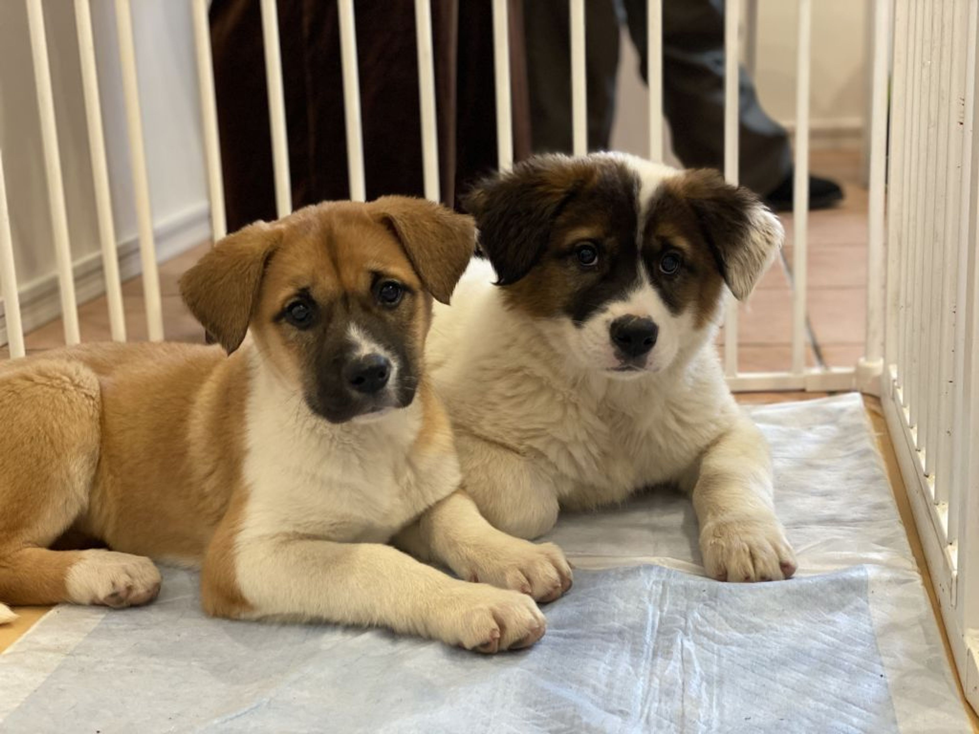 pet-image-4
