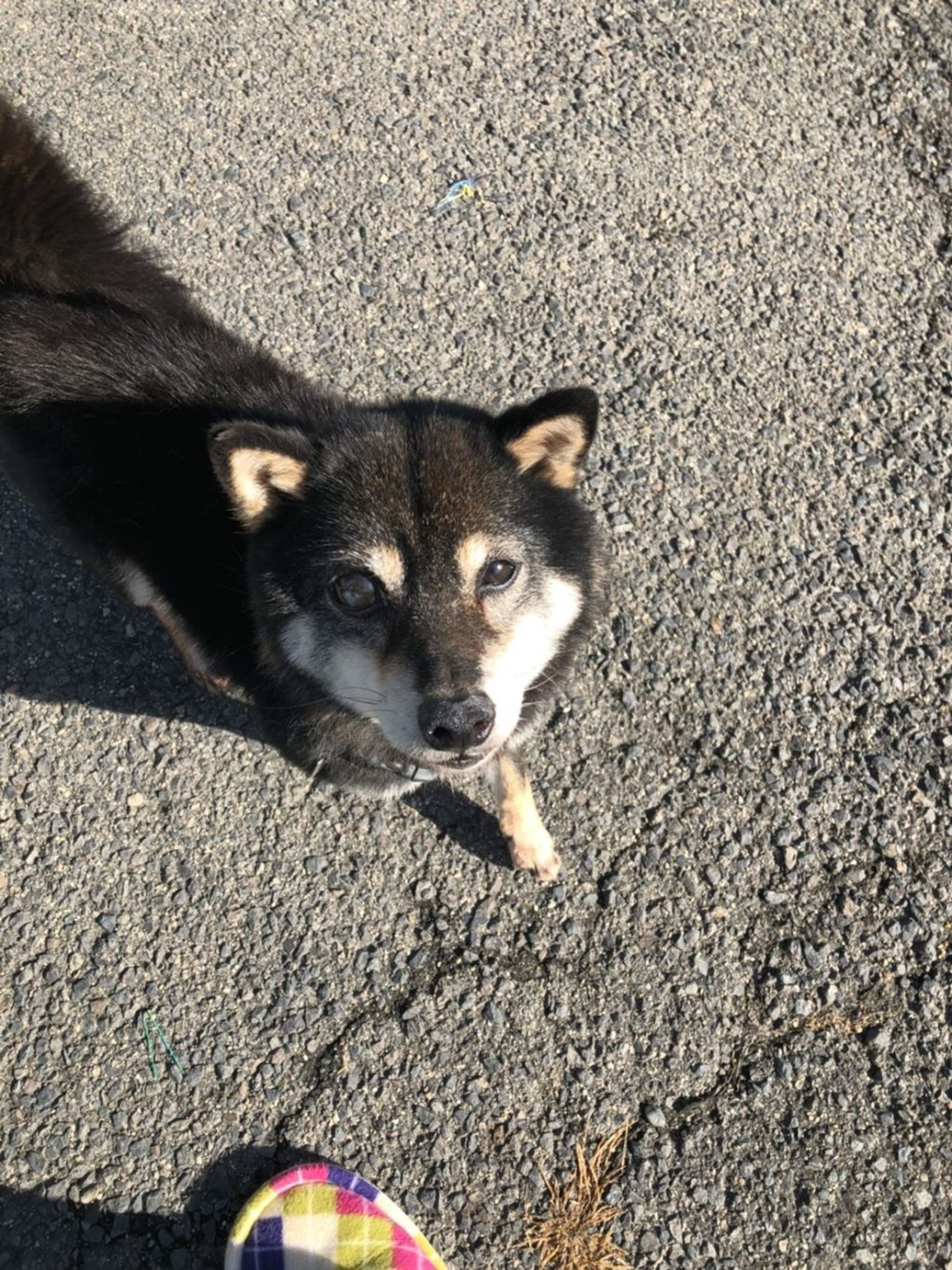 柴犬・メスの里親募集の写真