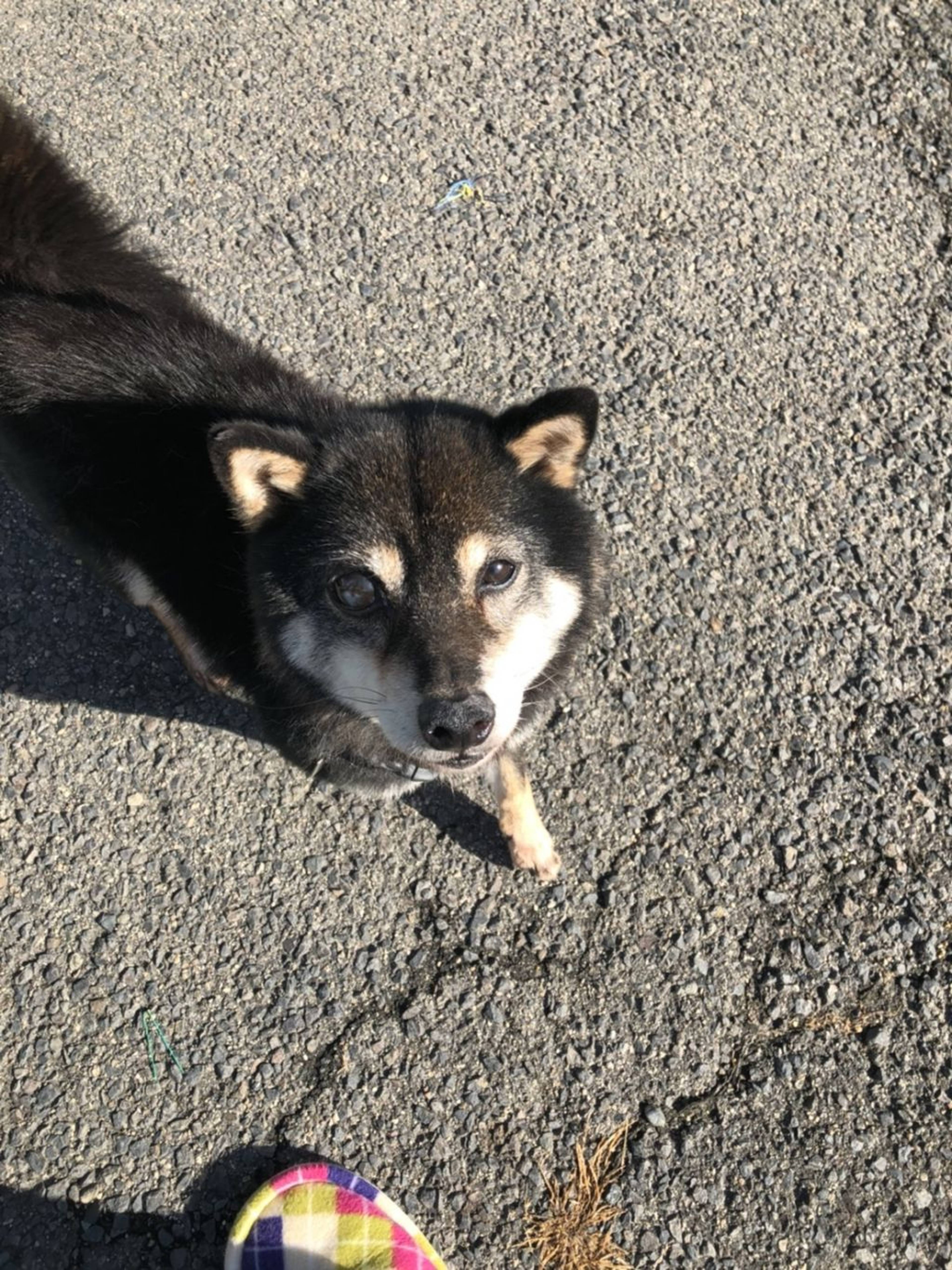 柴犬・メスの里親募集の写真