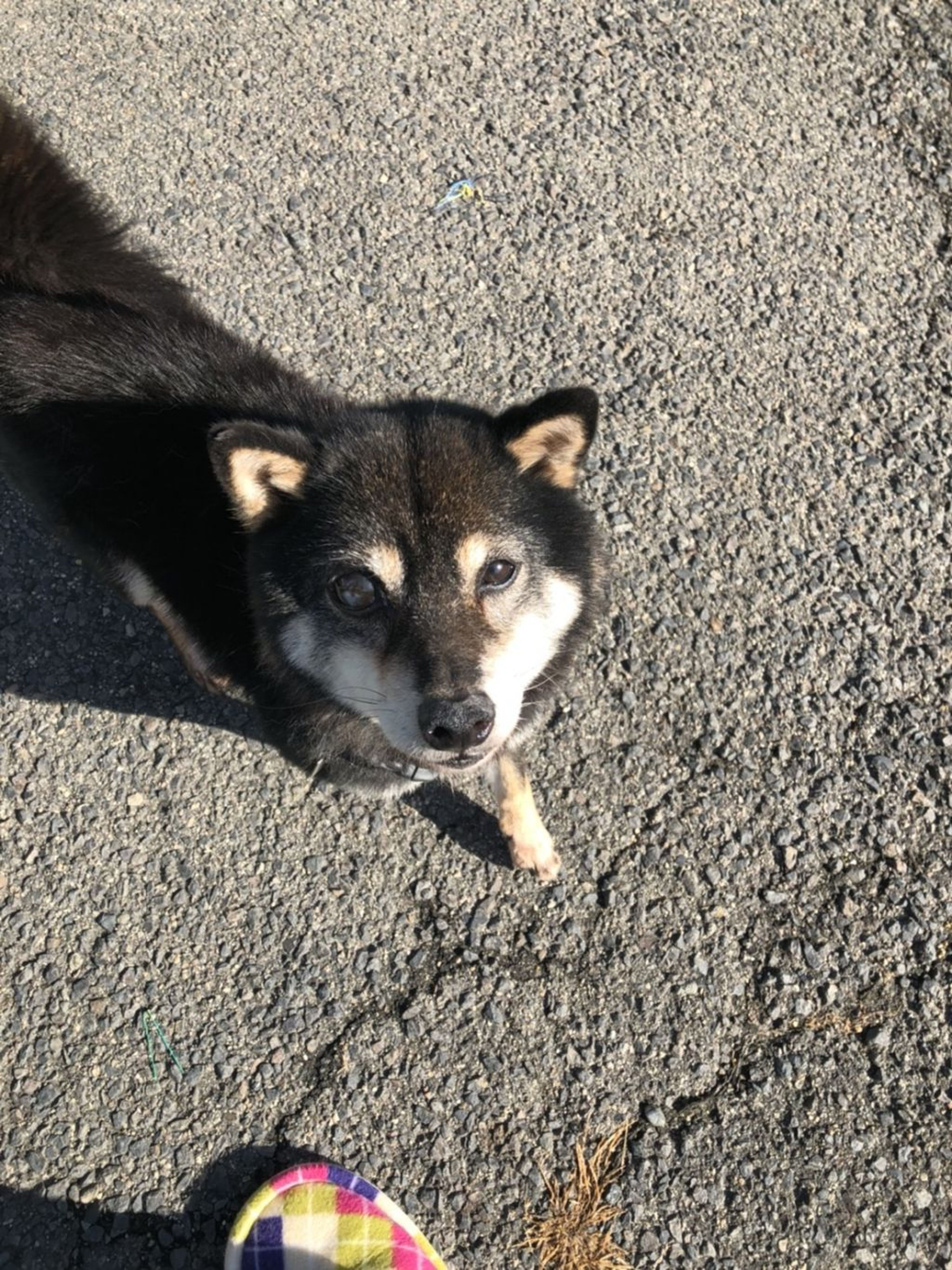 柴犬・メスの里親募集の写真