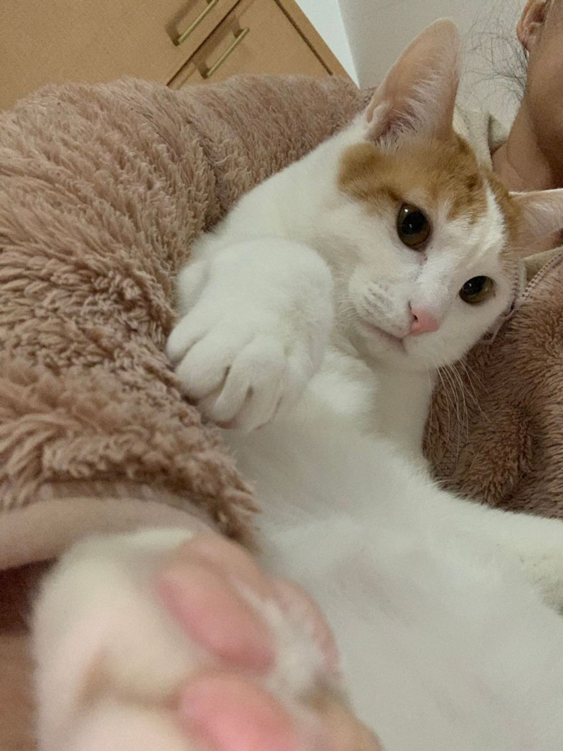 雑種（ミックス猫）・オスの里親募集の写真
