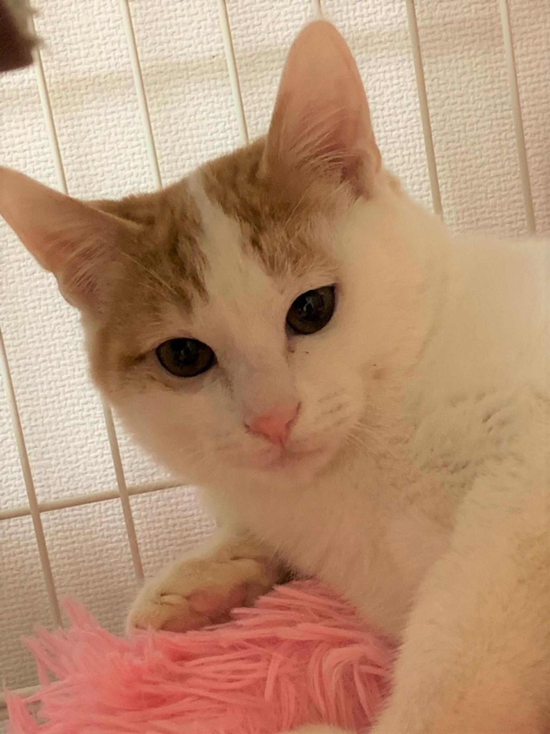 pet-image-3