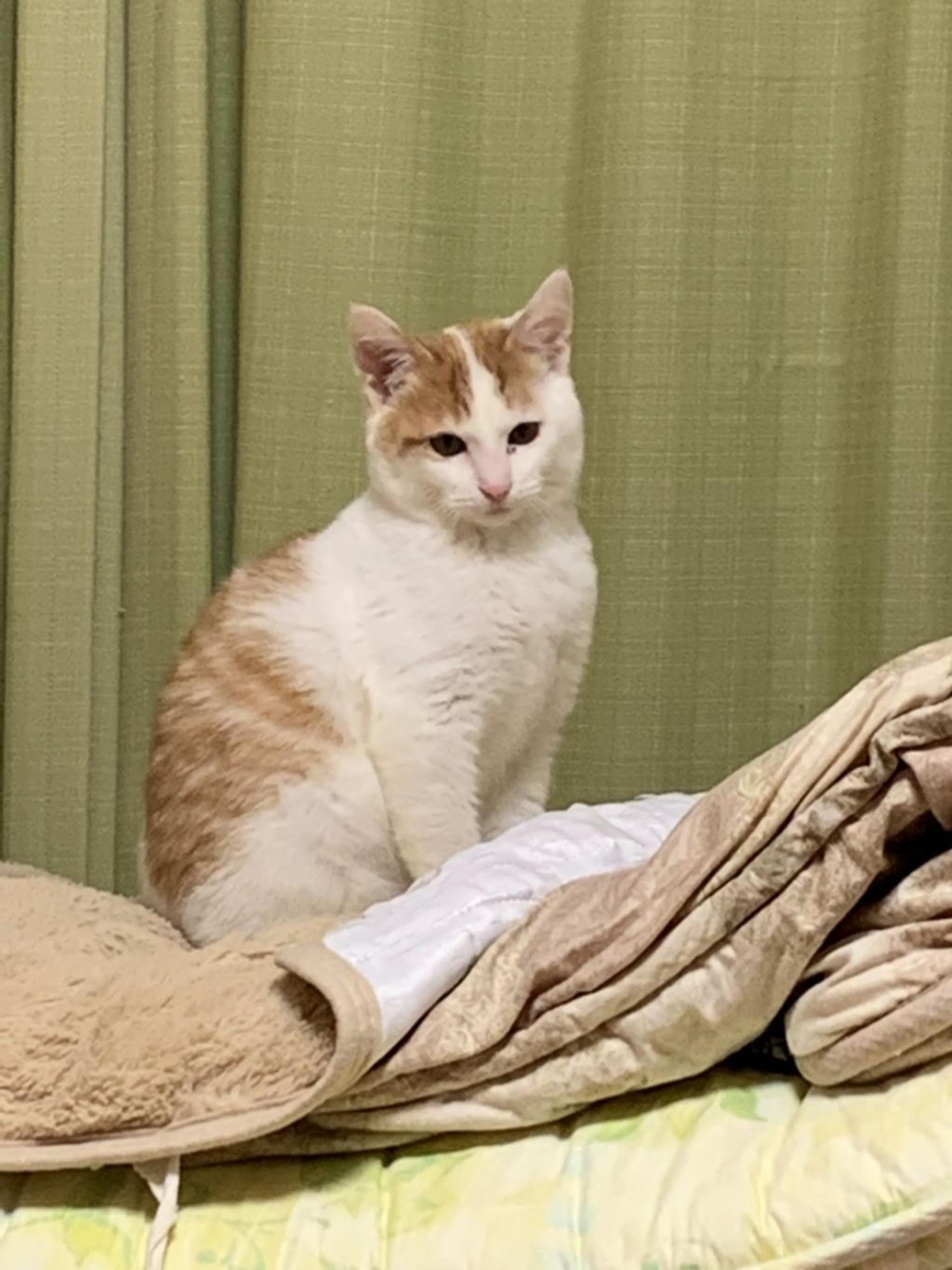 pet-image-5