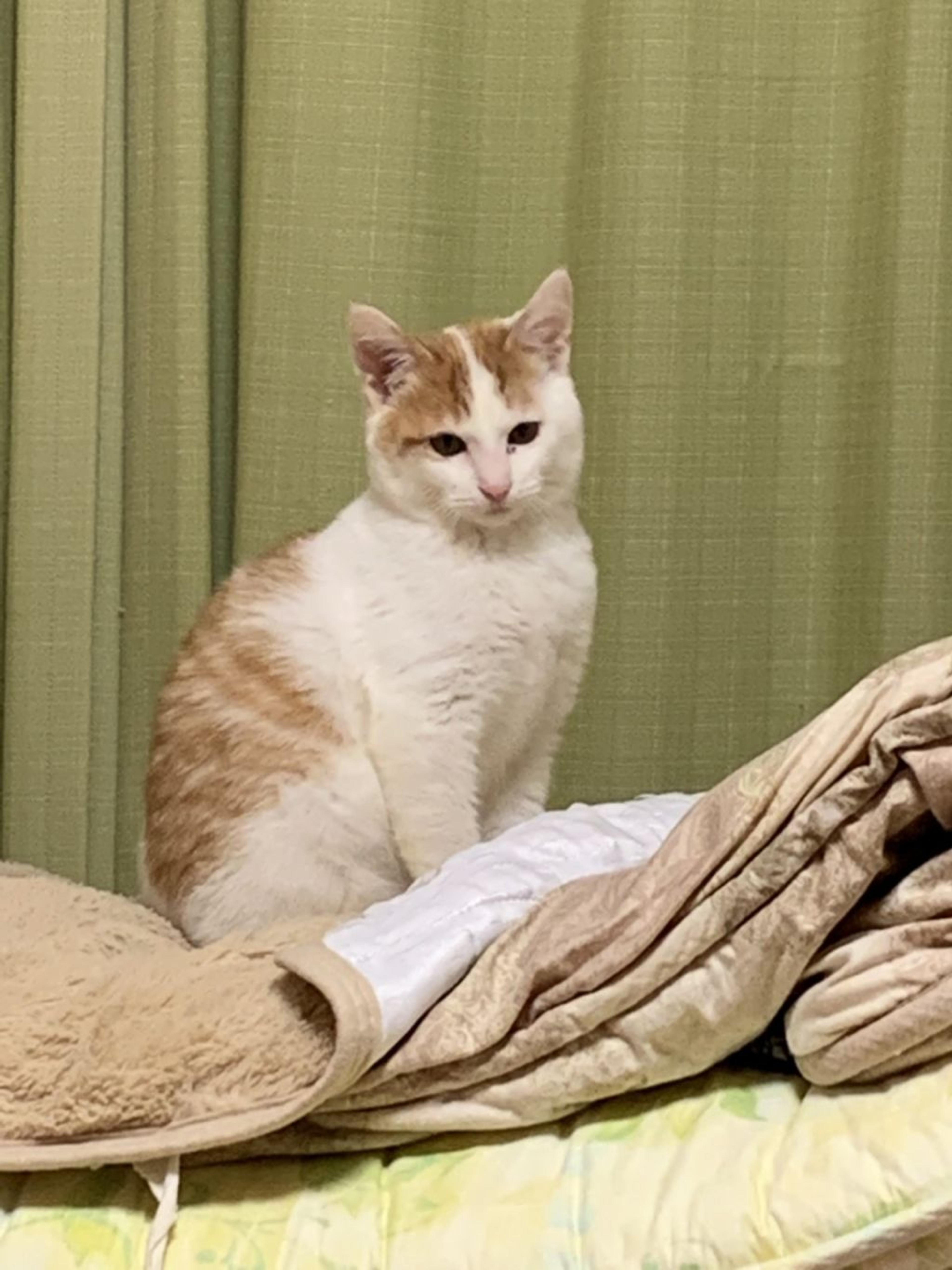 pet-image-5
