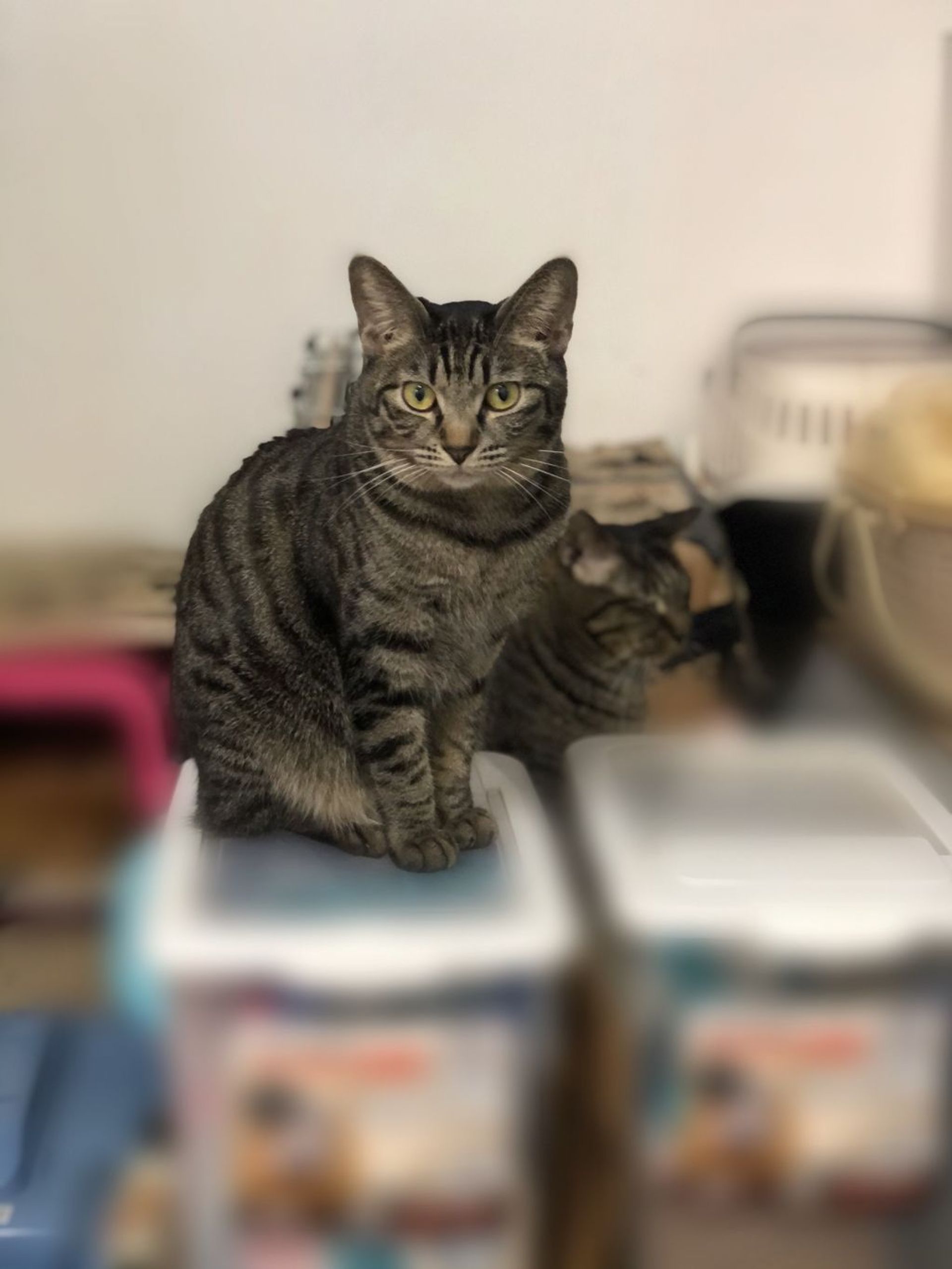 雑種（ミックス猫）・メスの里親募集の写真