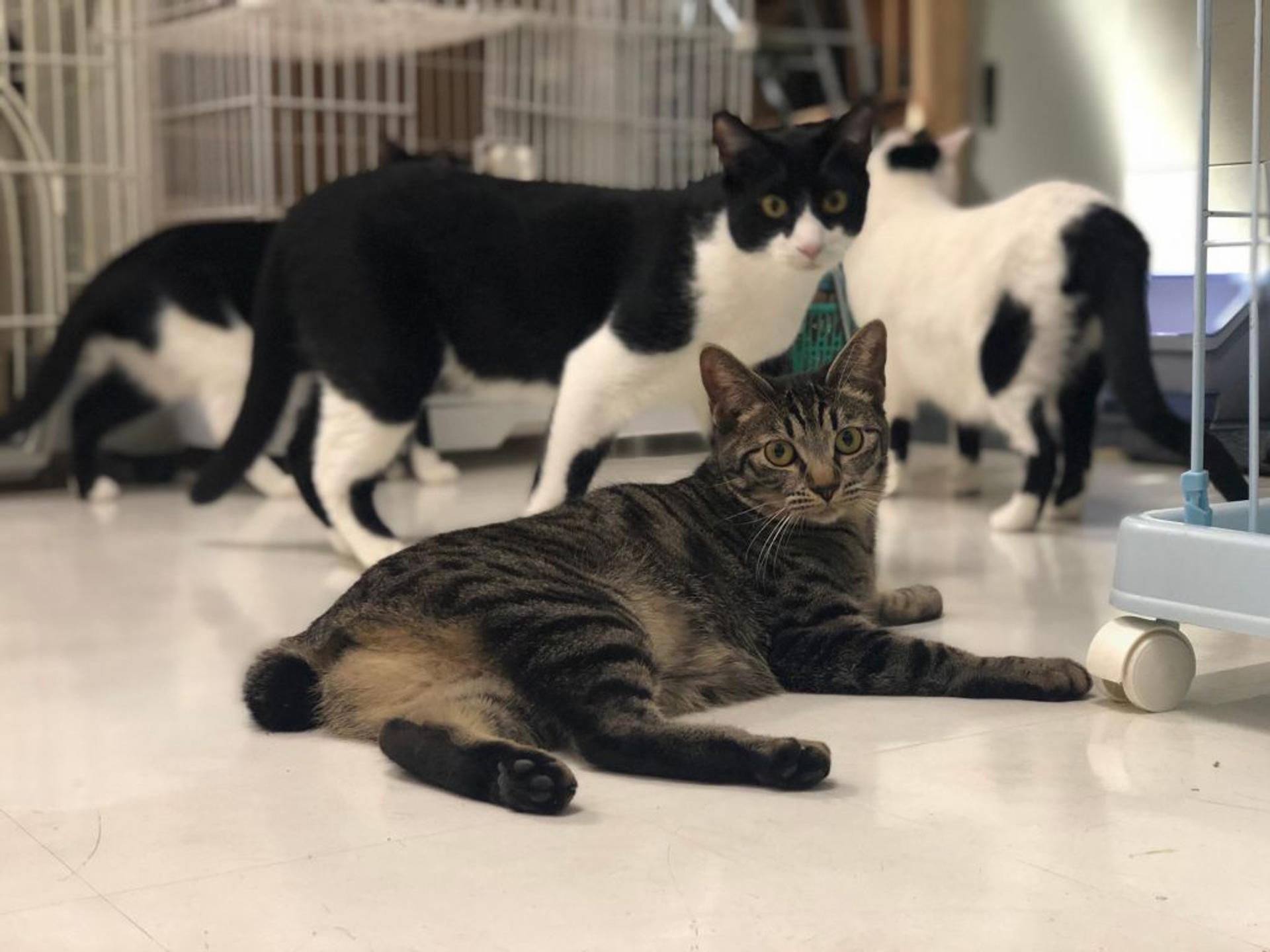 pet-image-3