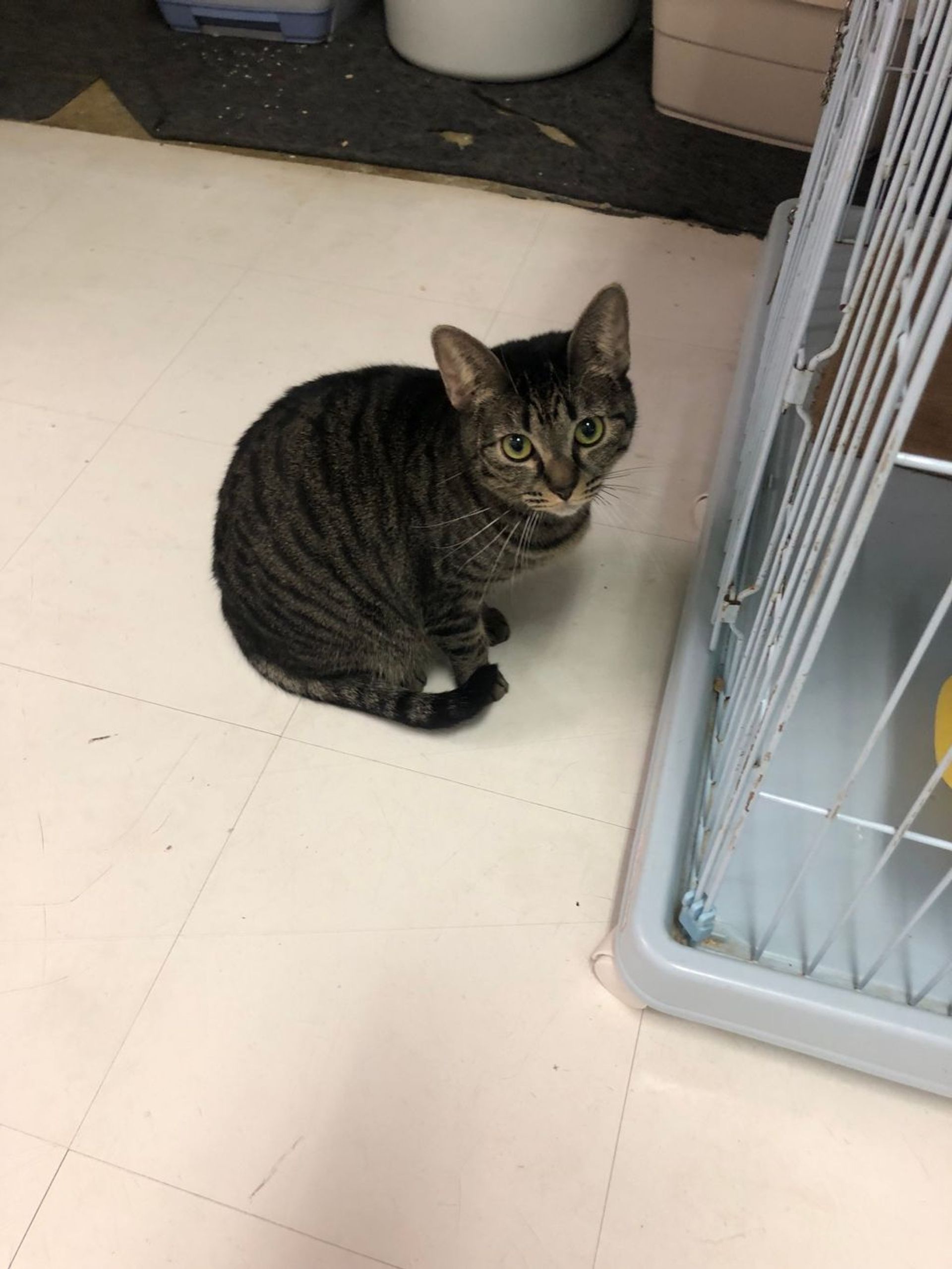 雑種（ミックス猫）・メスの里親募集の写真