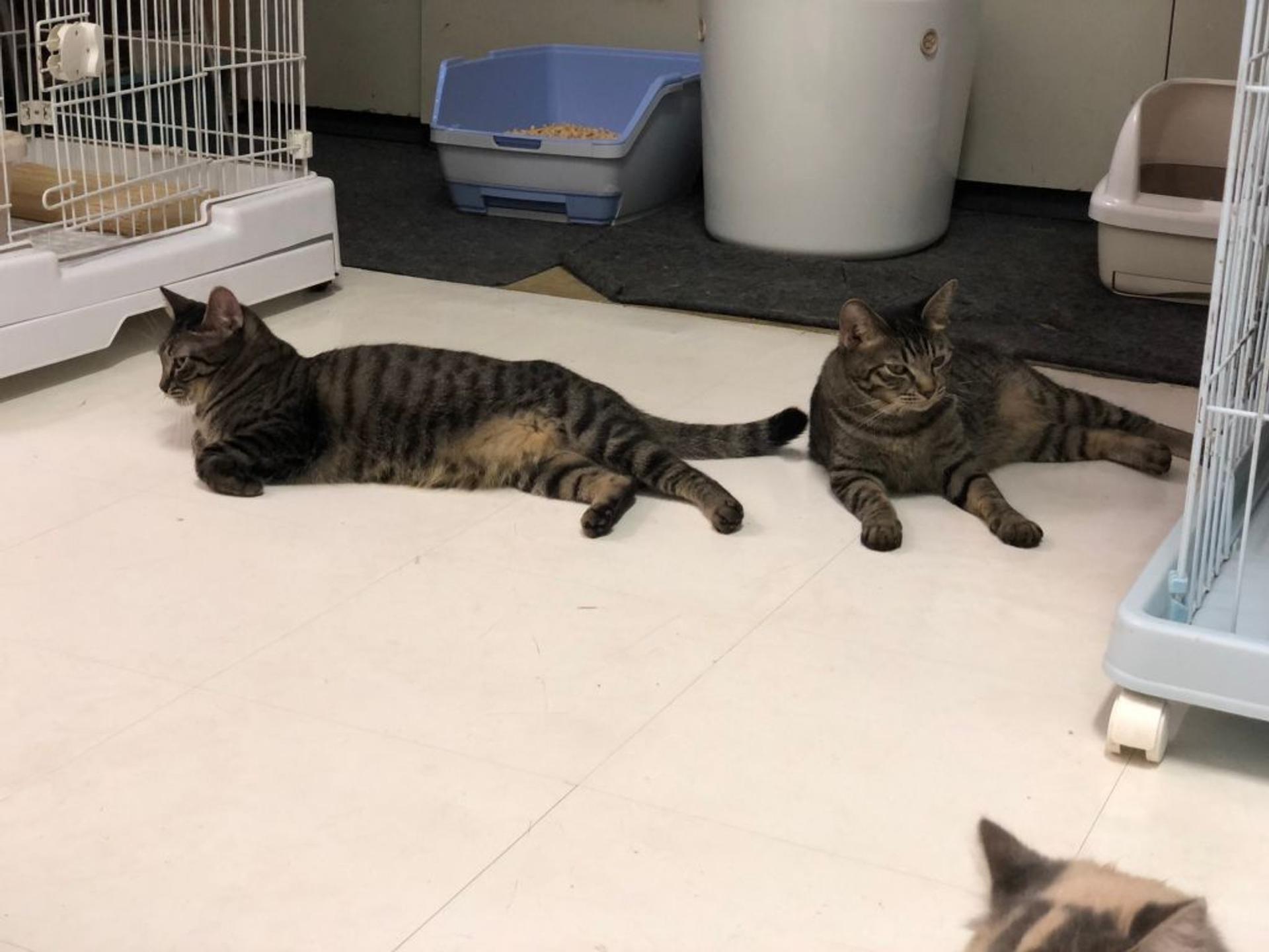 pet-image-4
