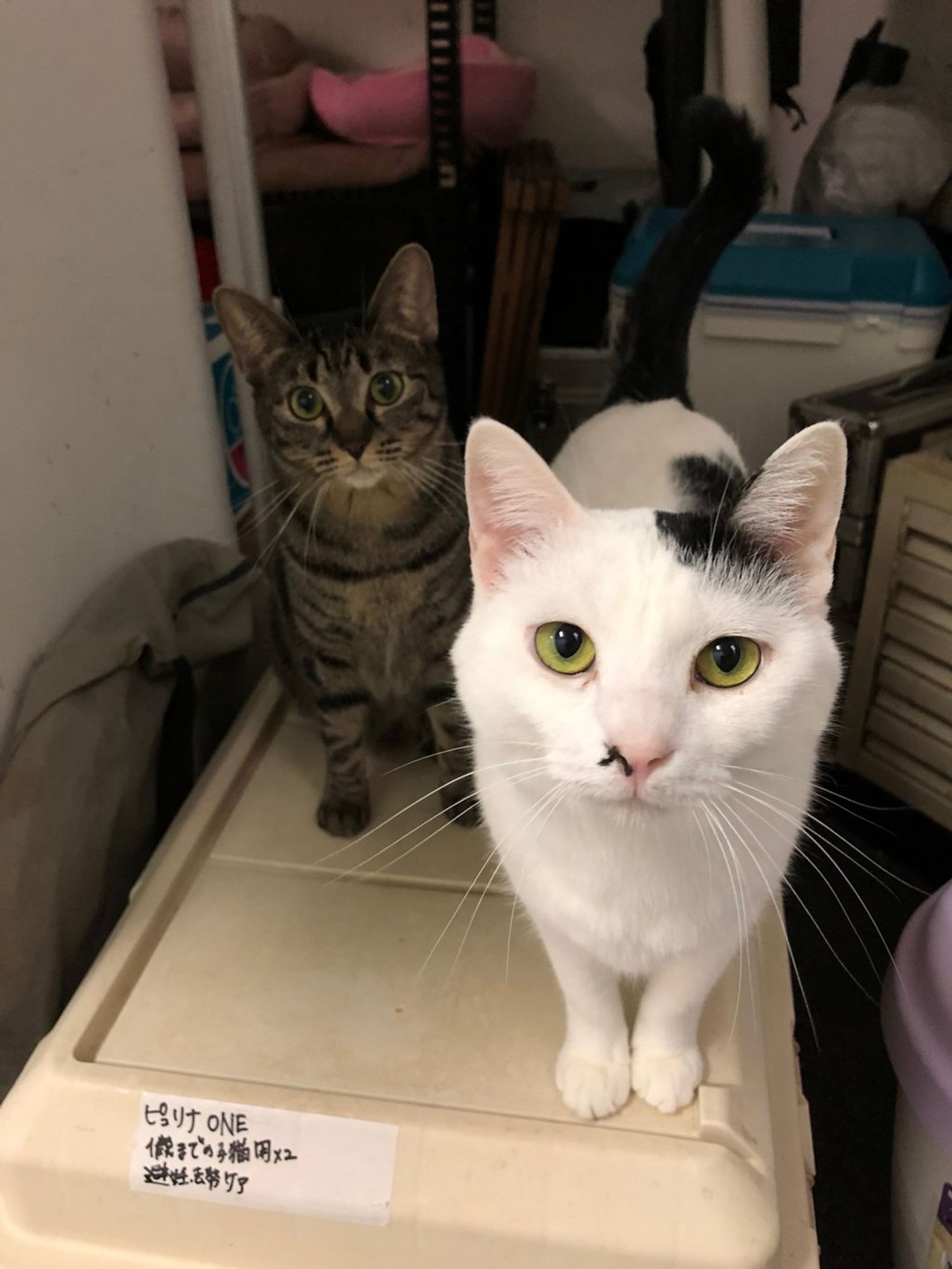 雑種（ミックス猫）・メスの里親募集の写真