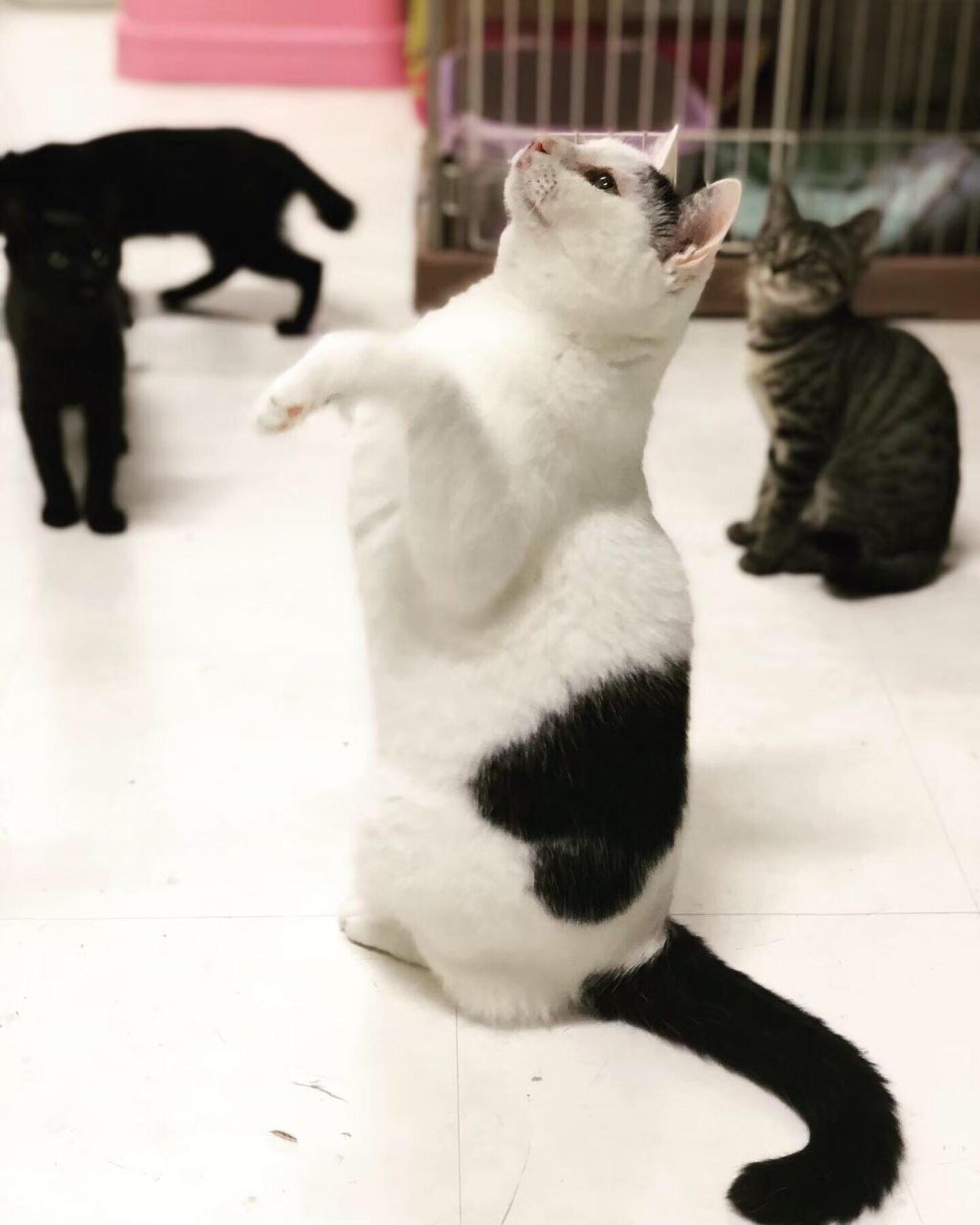 pet-image-4
