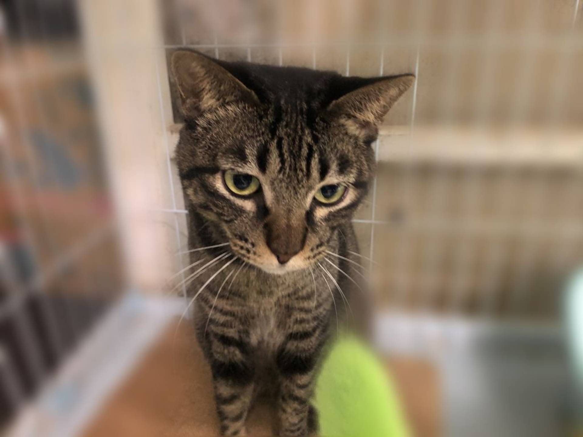 雑種（ミックス猫）・オスの里親募集の写真