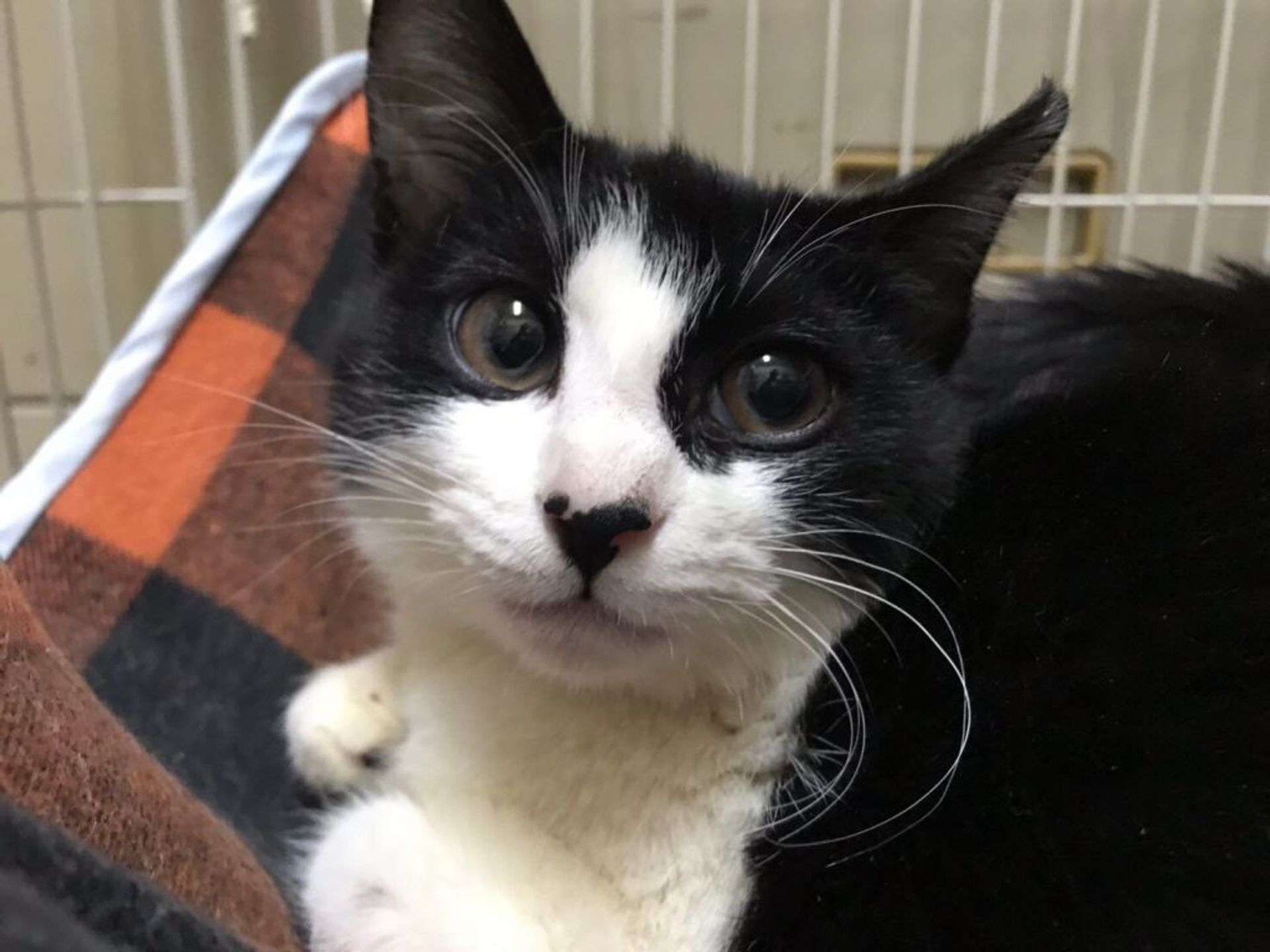 雑種（ミックス猫）・メスの里親募集の写真