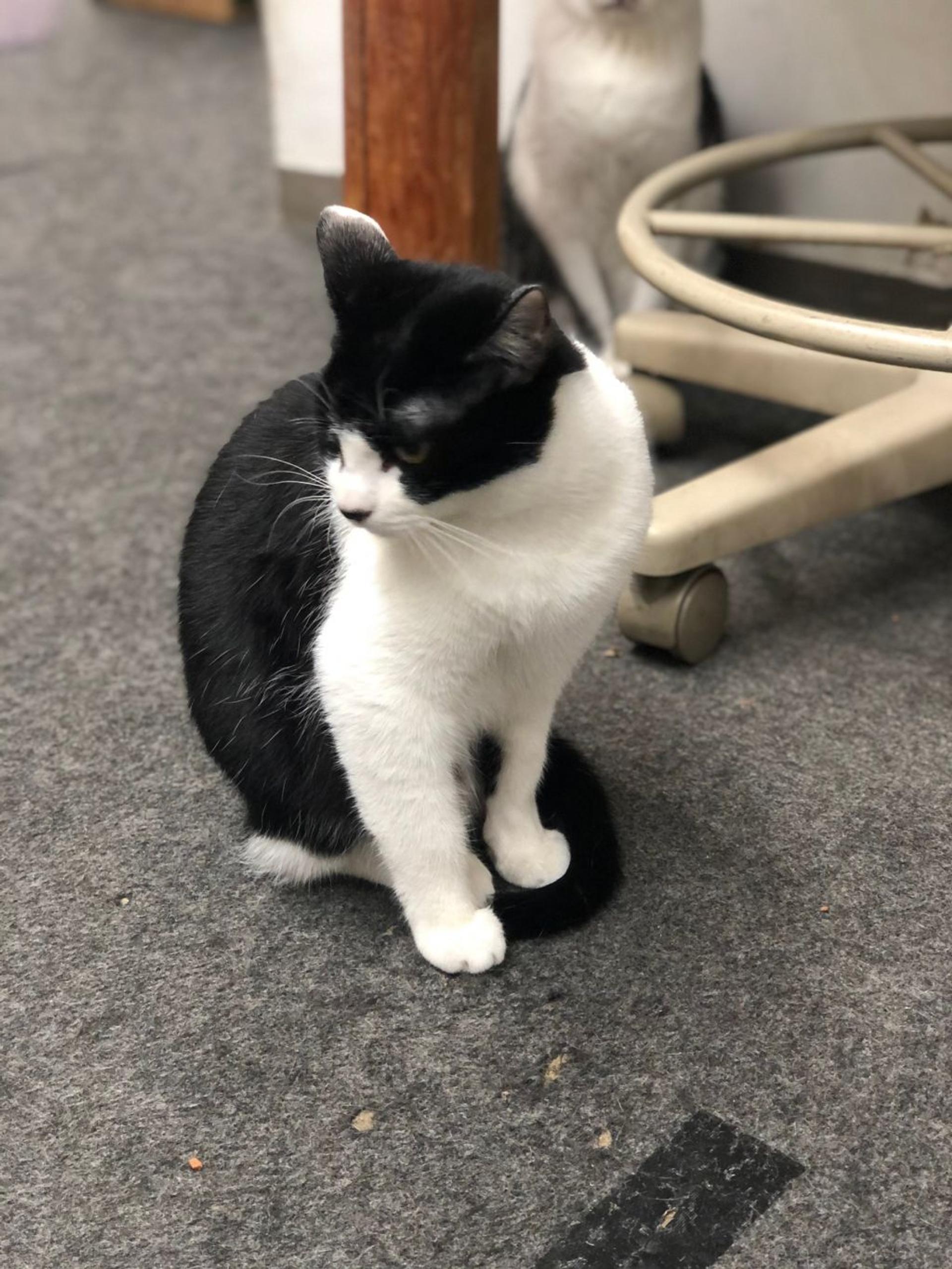 pet-image-2