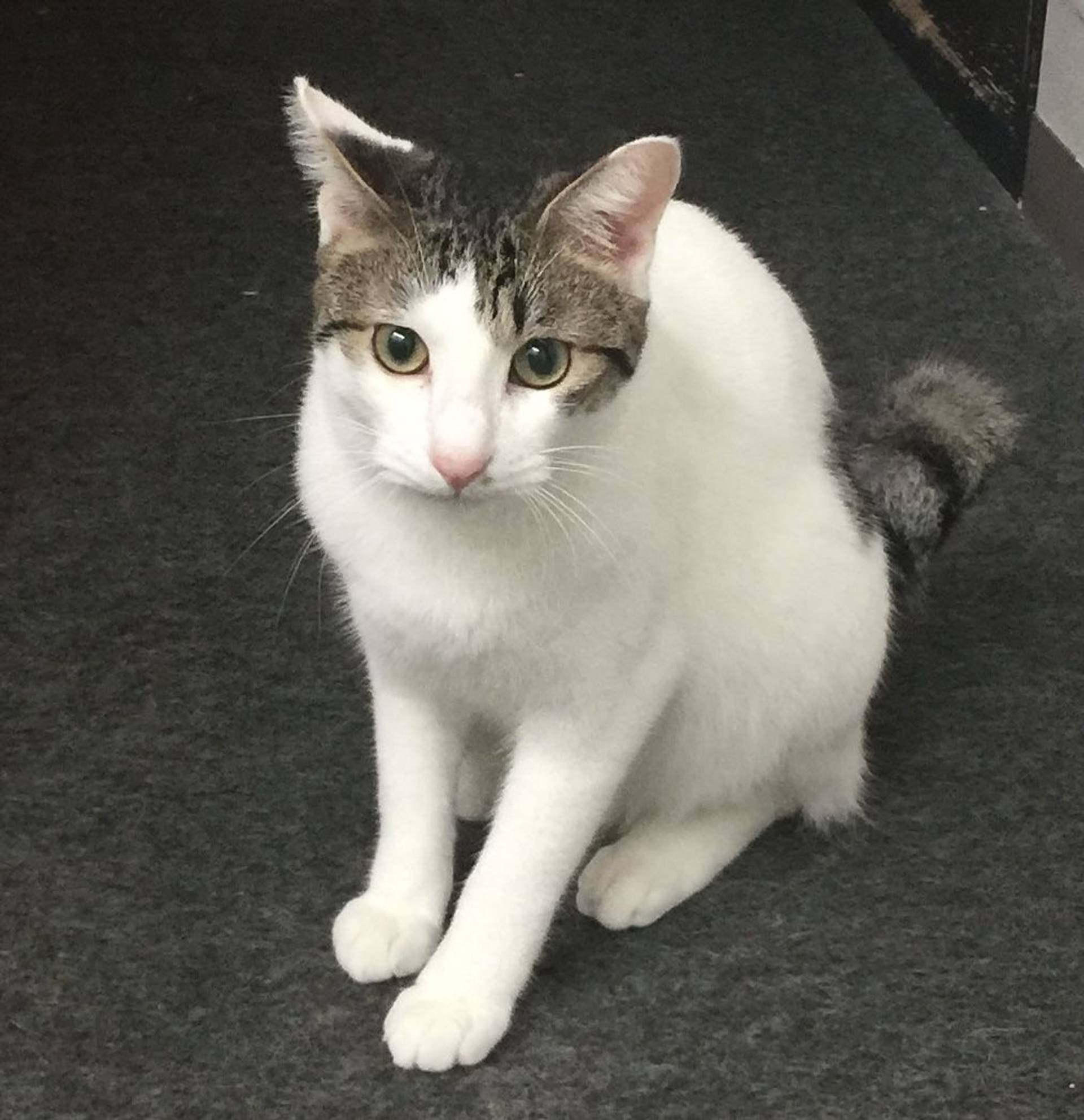 雑種（ミックス猫）・オスの里親募集の写真