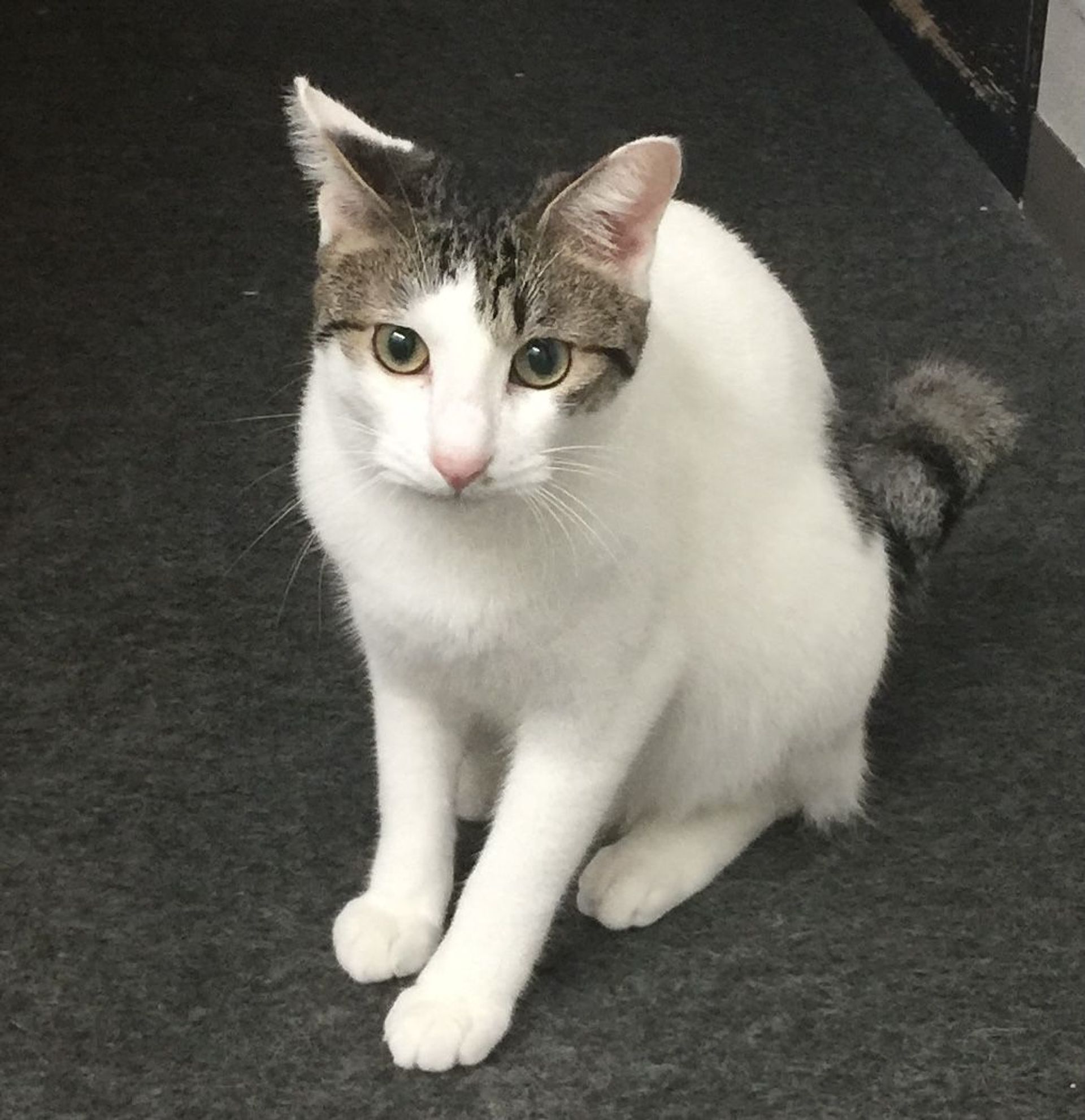 雑種（ミックス猫）・オスの里親募集の写真